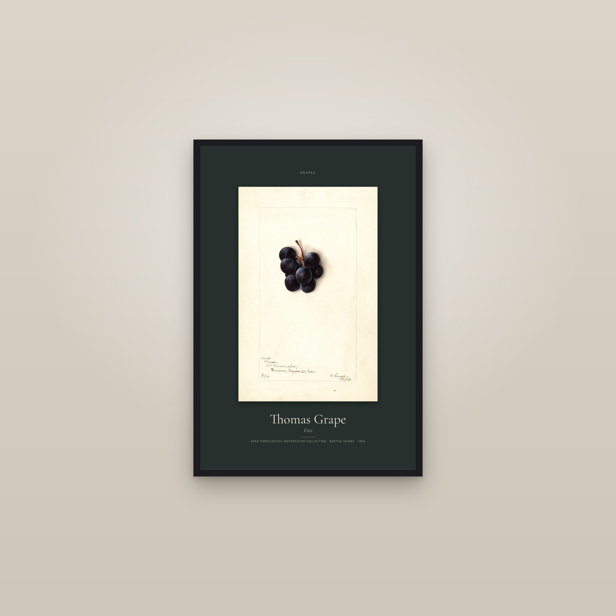 Thomas Grape — Specimen — framed in a gallery setting
