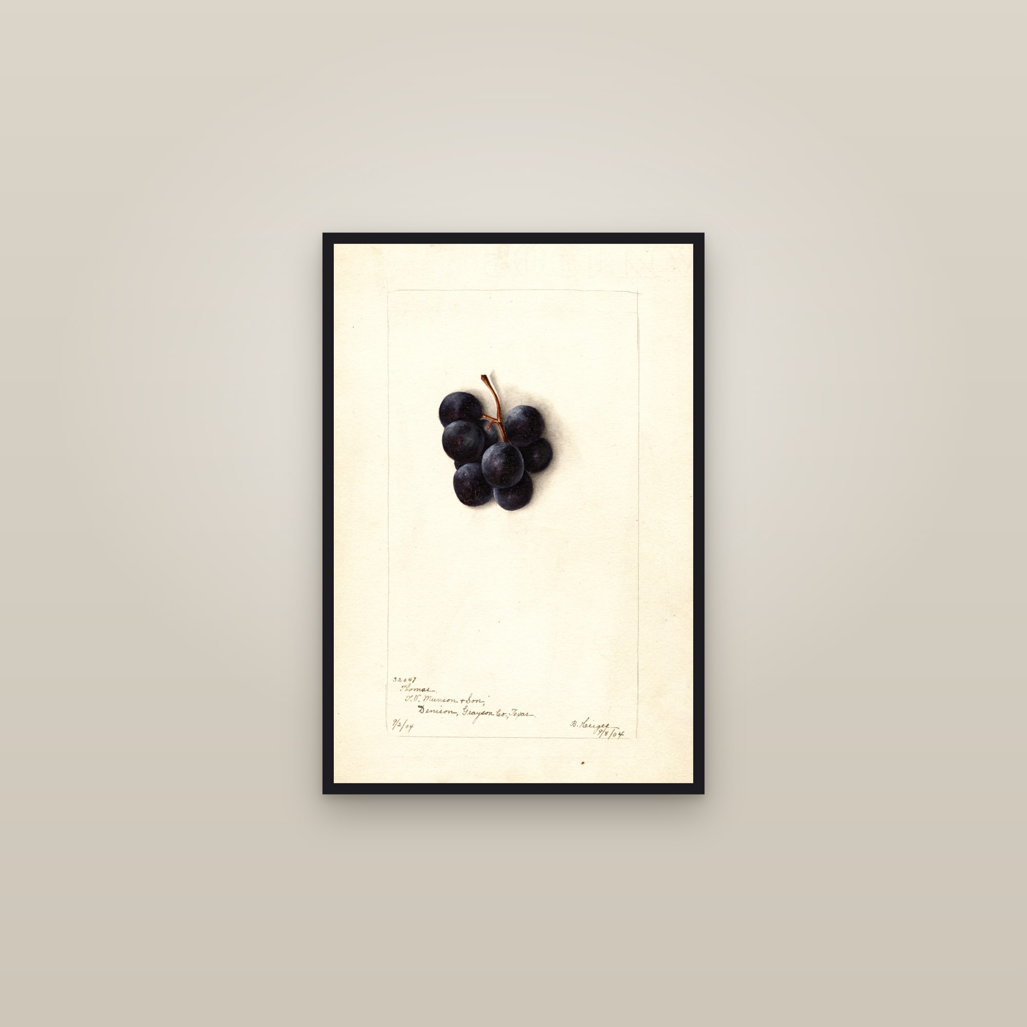 Thomas Grape — framed in a gallery setting