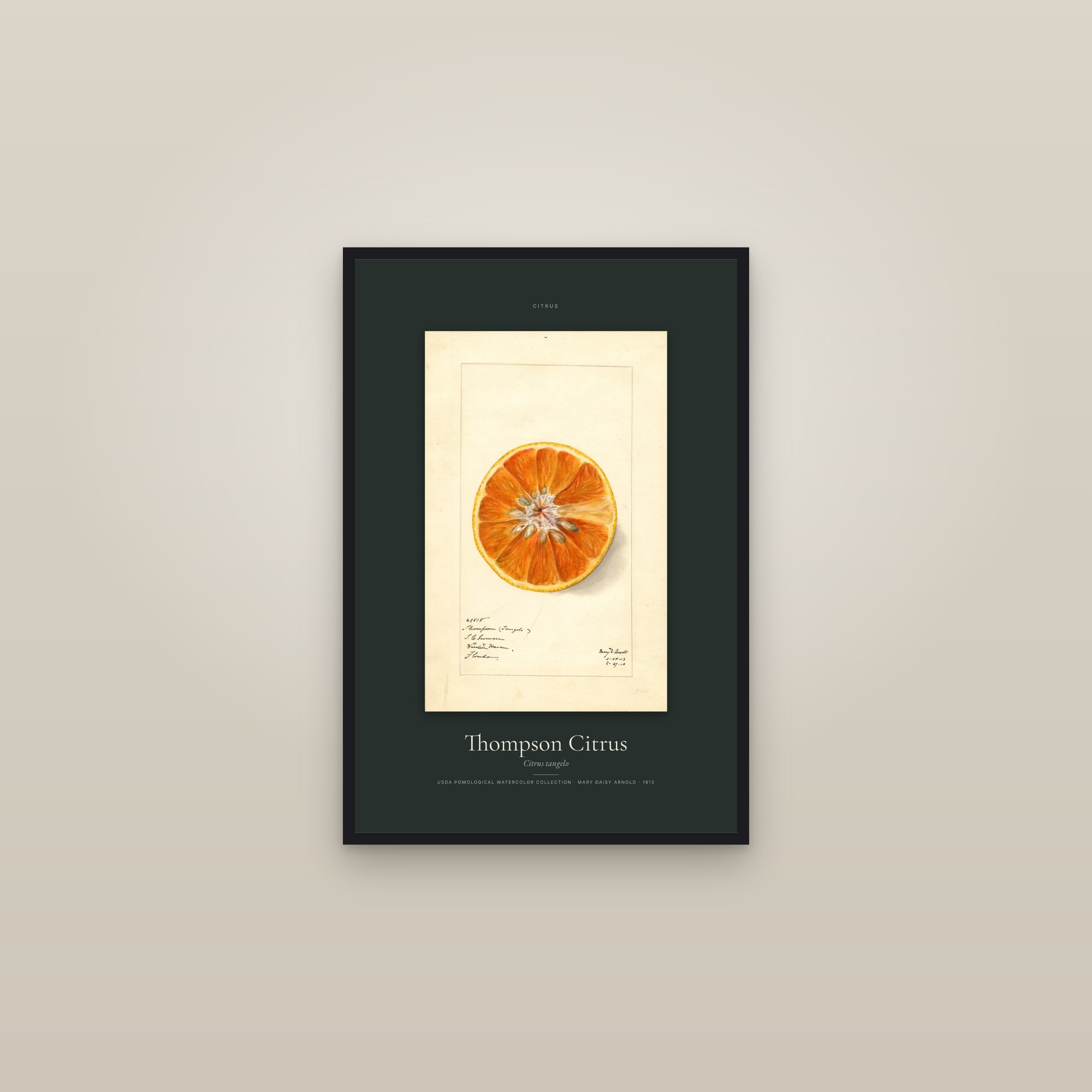 Thompson Citrus — Specimen — framed in a gallery setting