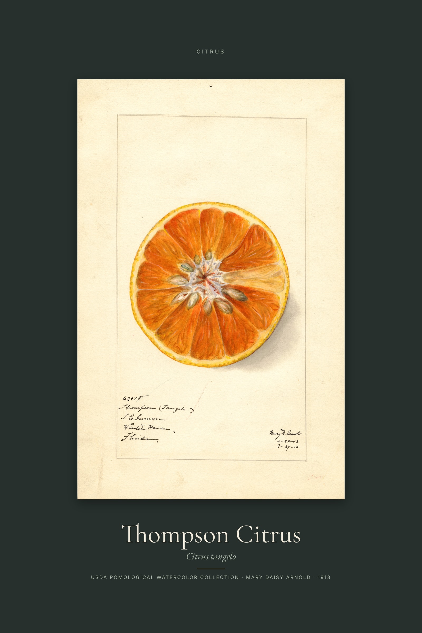 Thompson Citrus — Specimen
