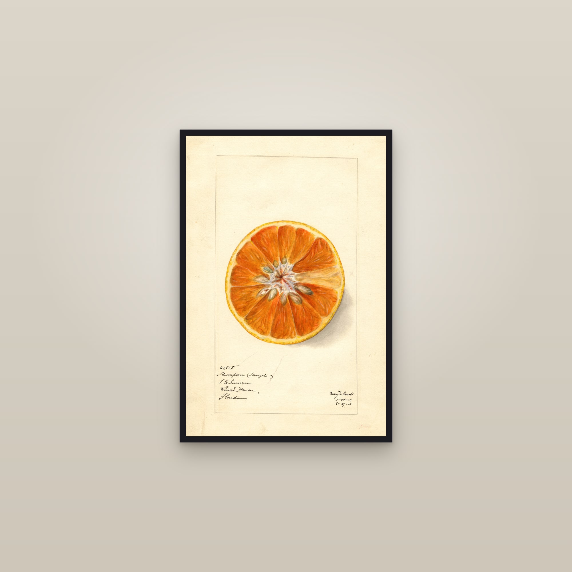 Thompson Citrus — framed in a gallery setting