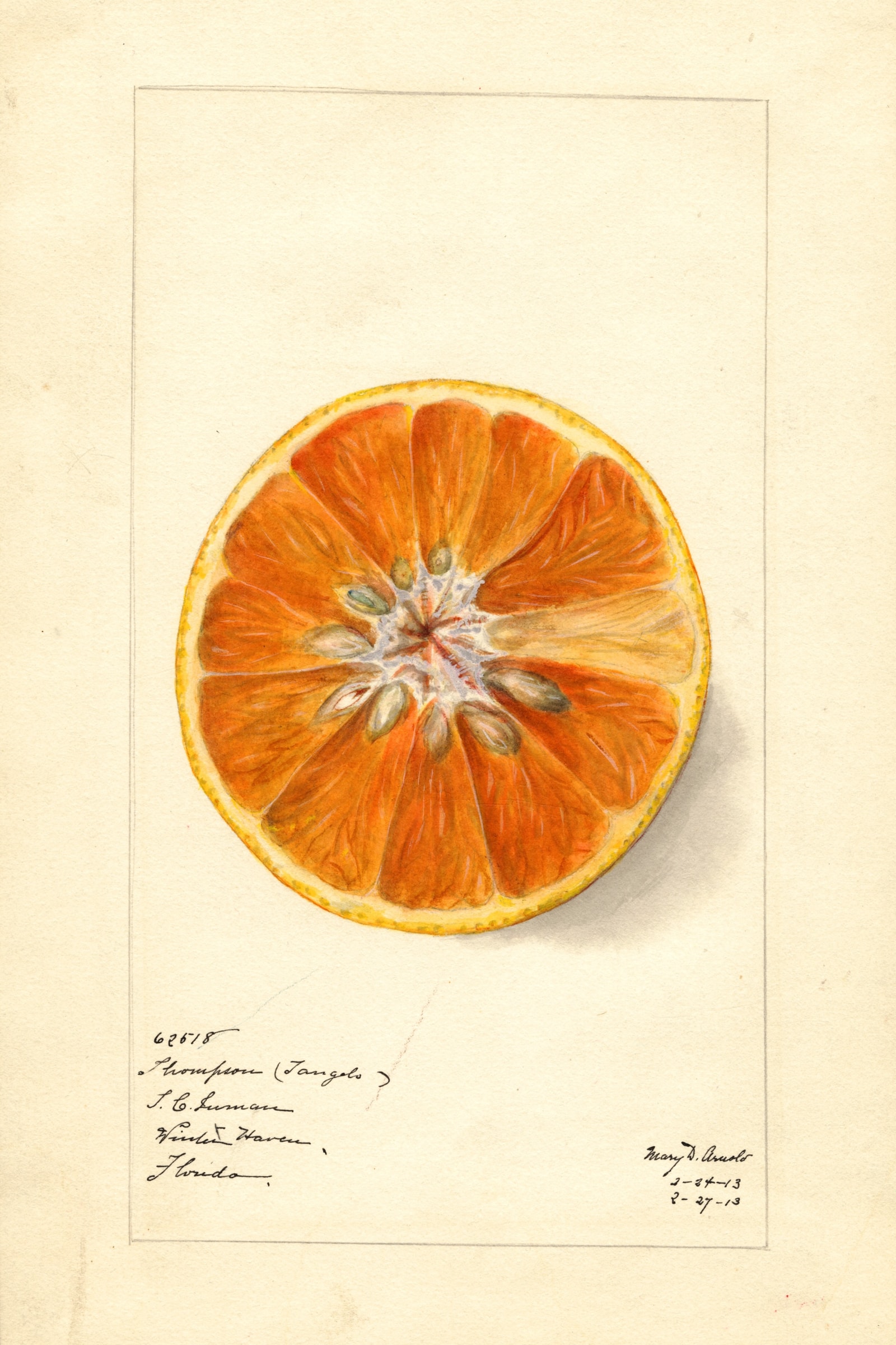 Thompson Citrus