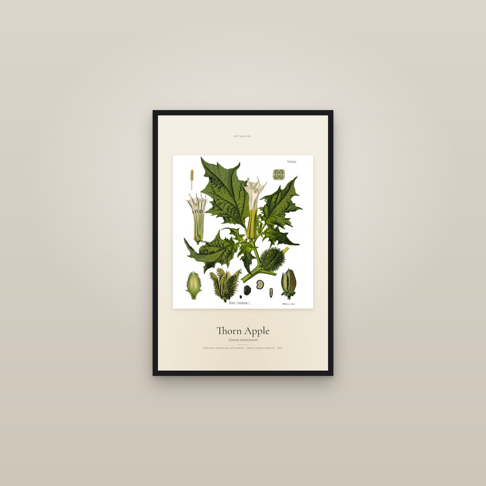 Thorn Apple — Specimen