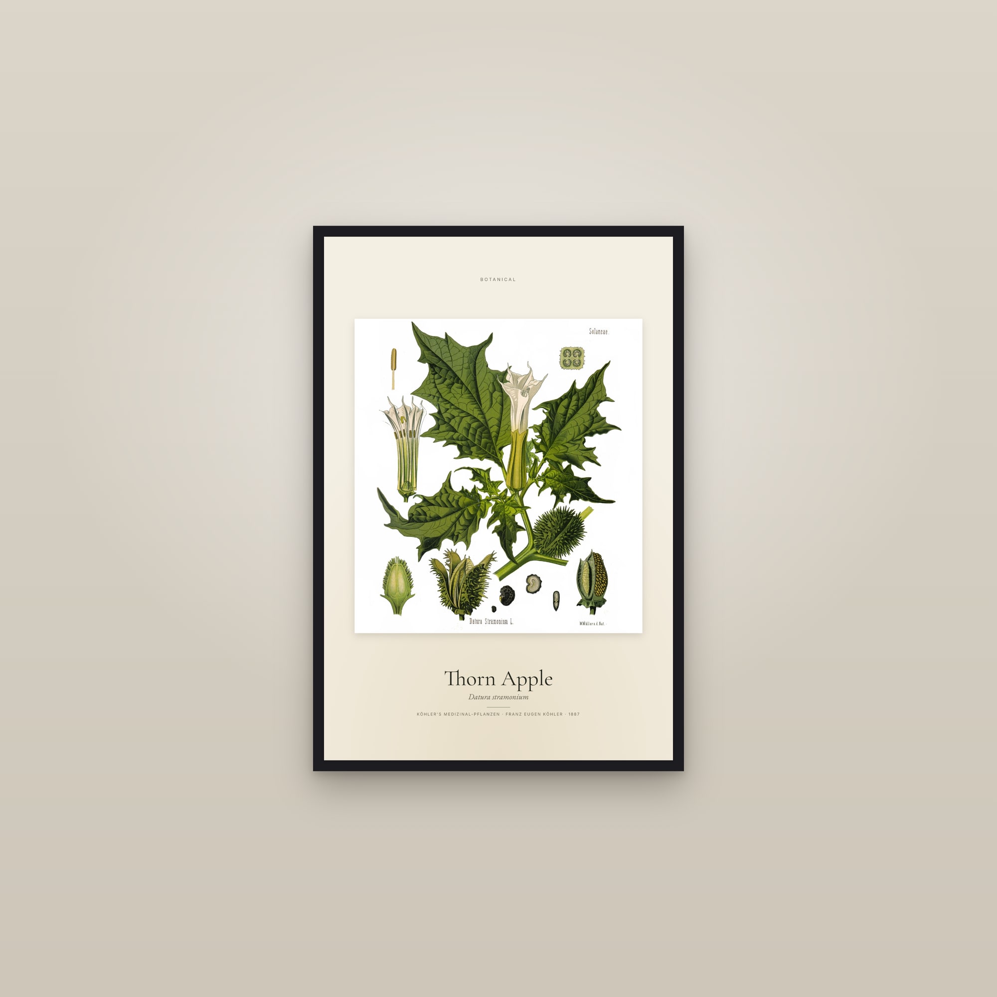 Thorn Apple — Specimen — framed in a gallery setting