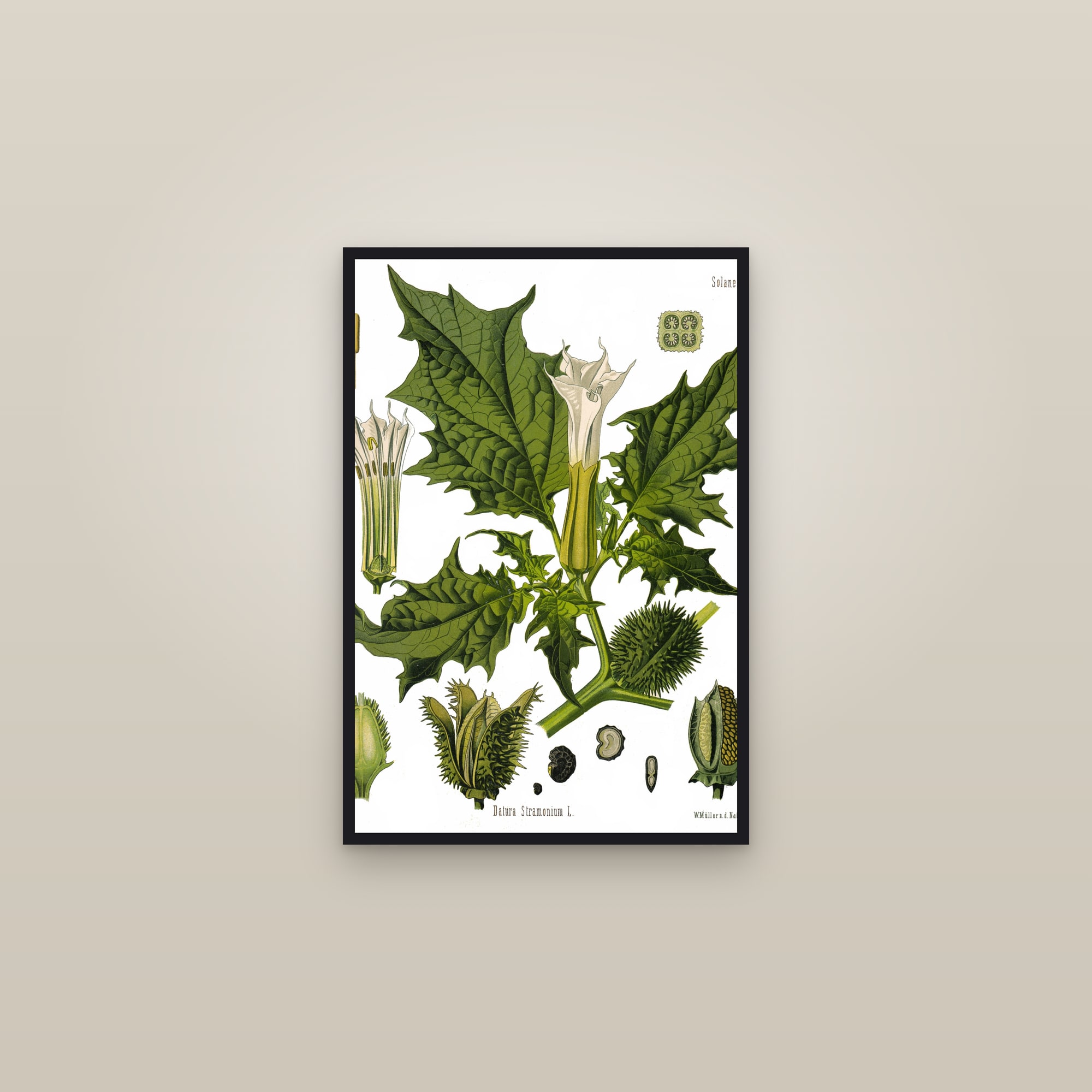 Thorn Apple — framed in a gallery setting