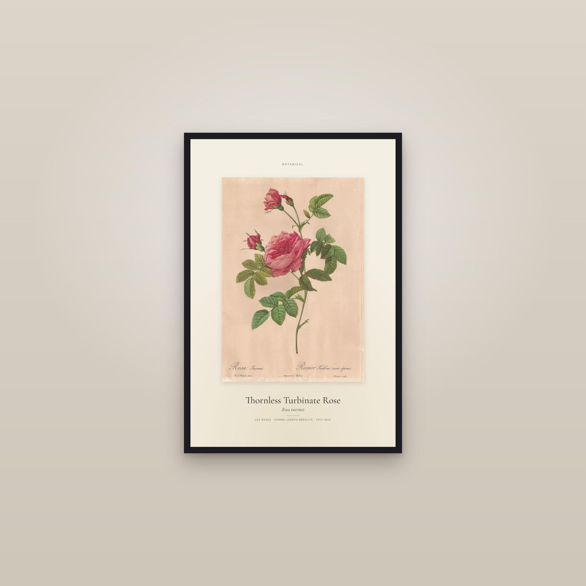Thornless Turbinate Rose — Specimen — framed in a gallery setting