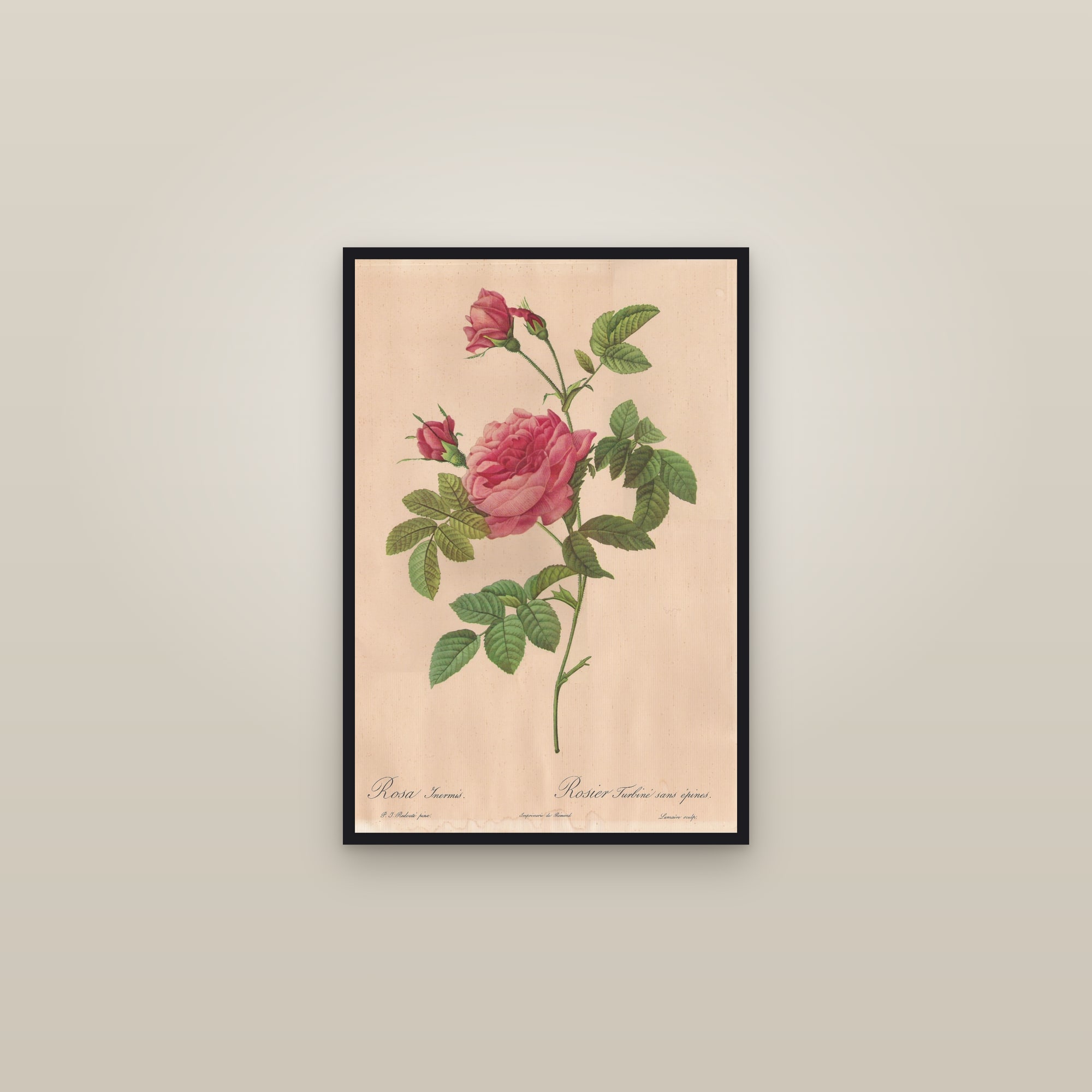Thornless Turbinate Rose — framed in a gallery setting