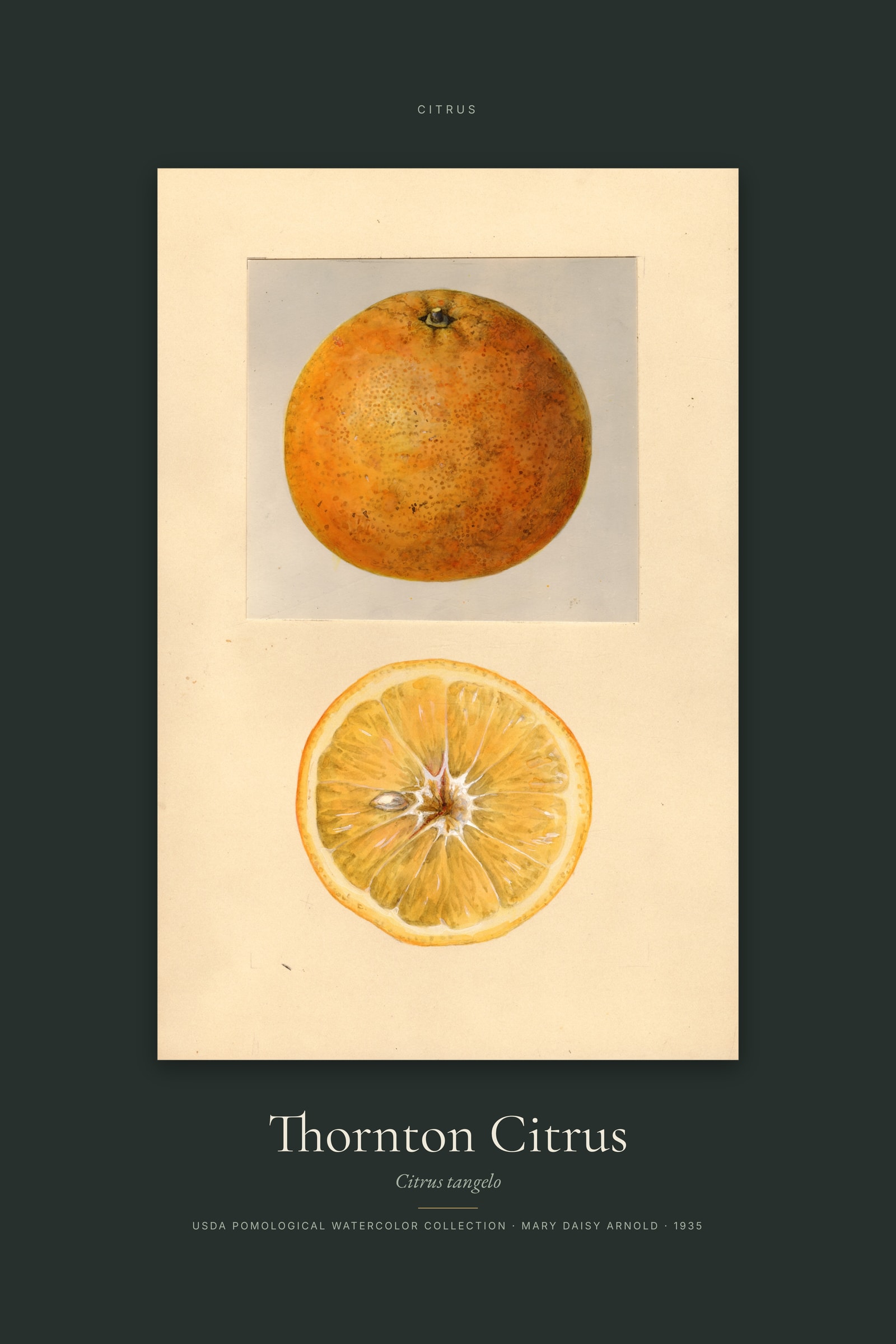 Thornton Citrus — Specimen