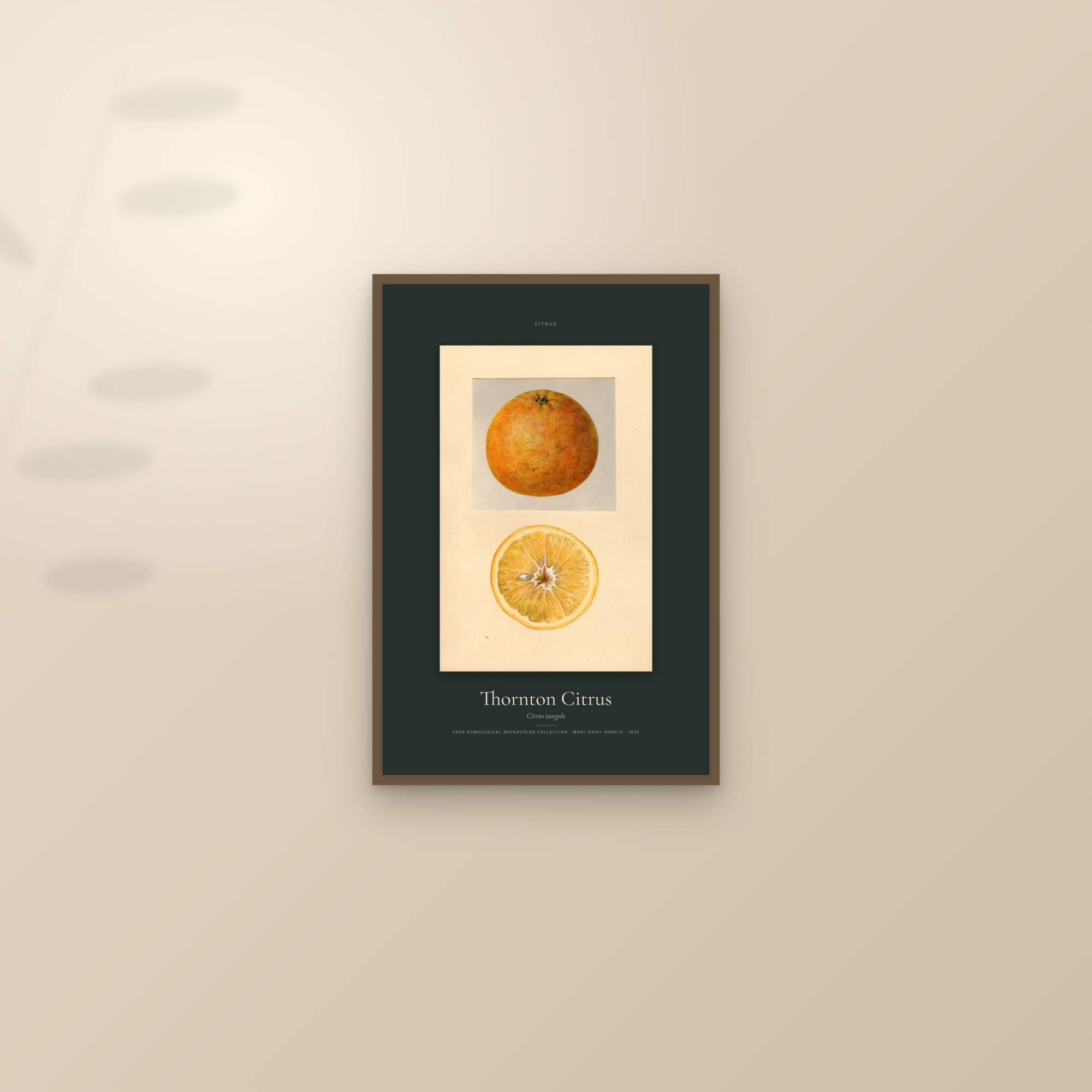 Thornton Citrus — Specimen — framed and styled on a sunlit wall