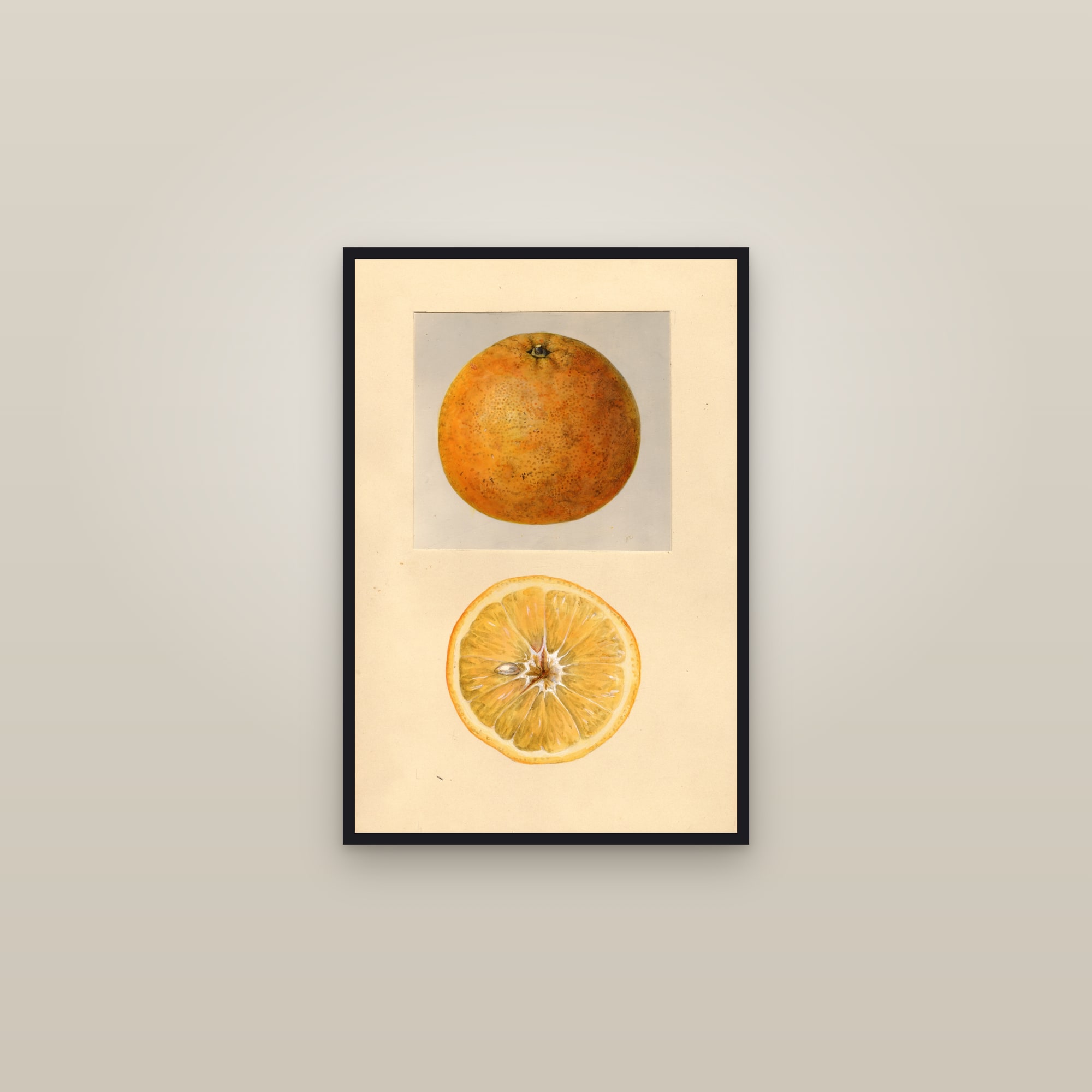 Thornton Citrus — framed in a gallery setting