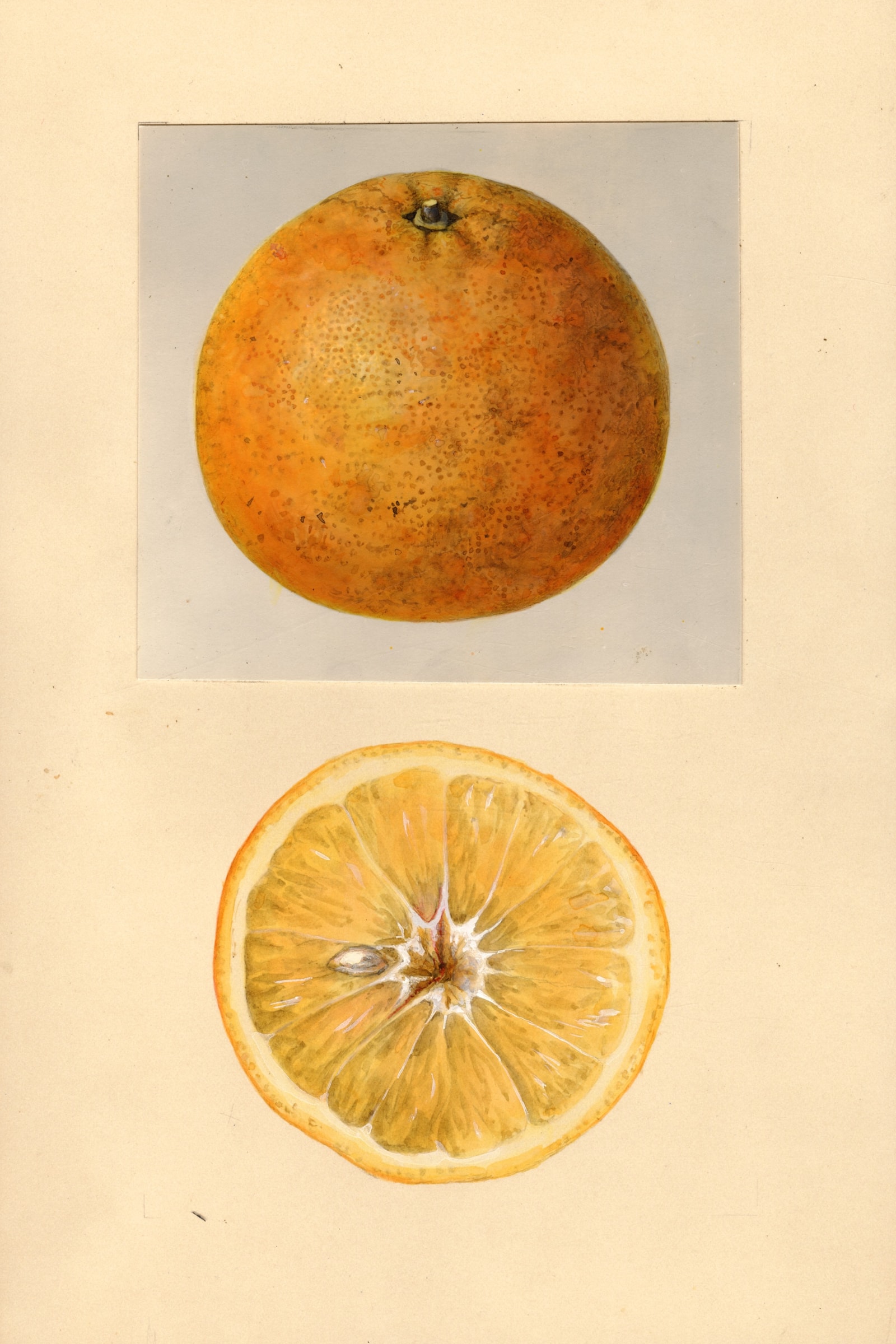 Thornton Citrus