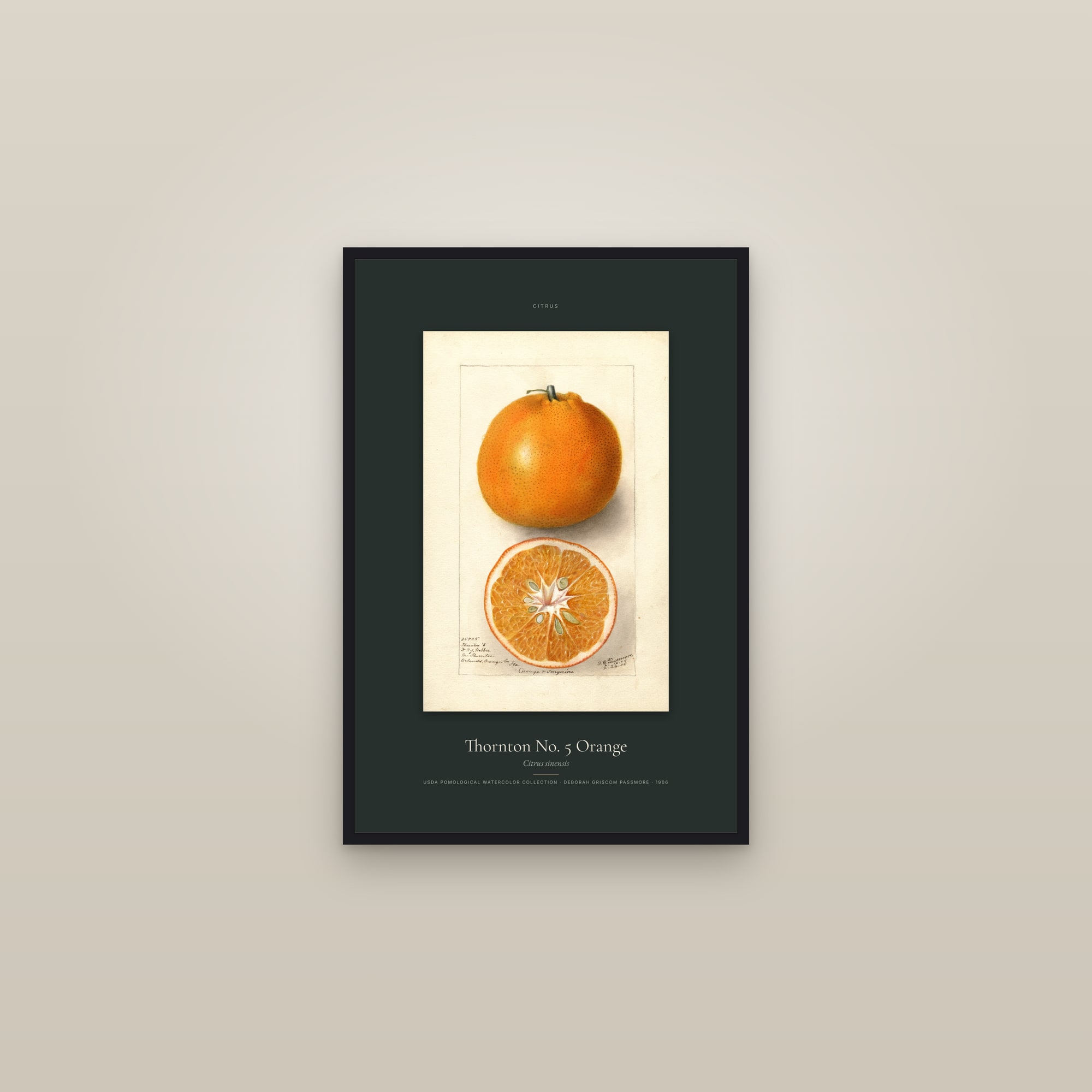 Thornton No. 5 Orange — Specimen — framed in a gallery setting
