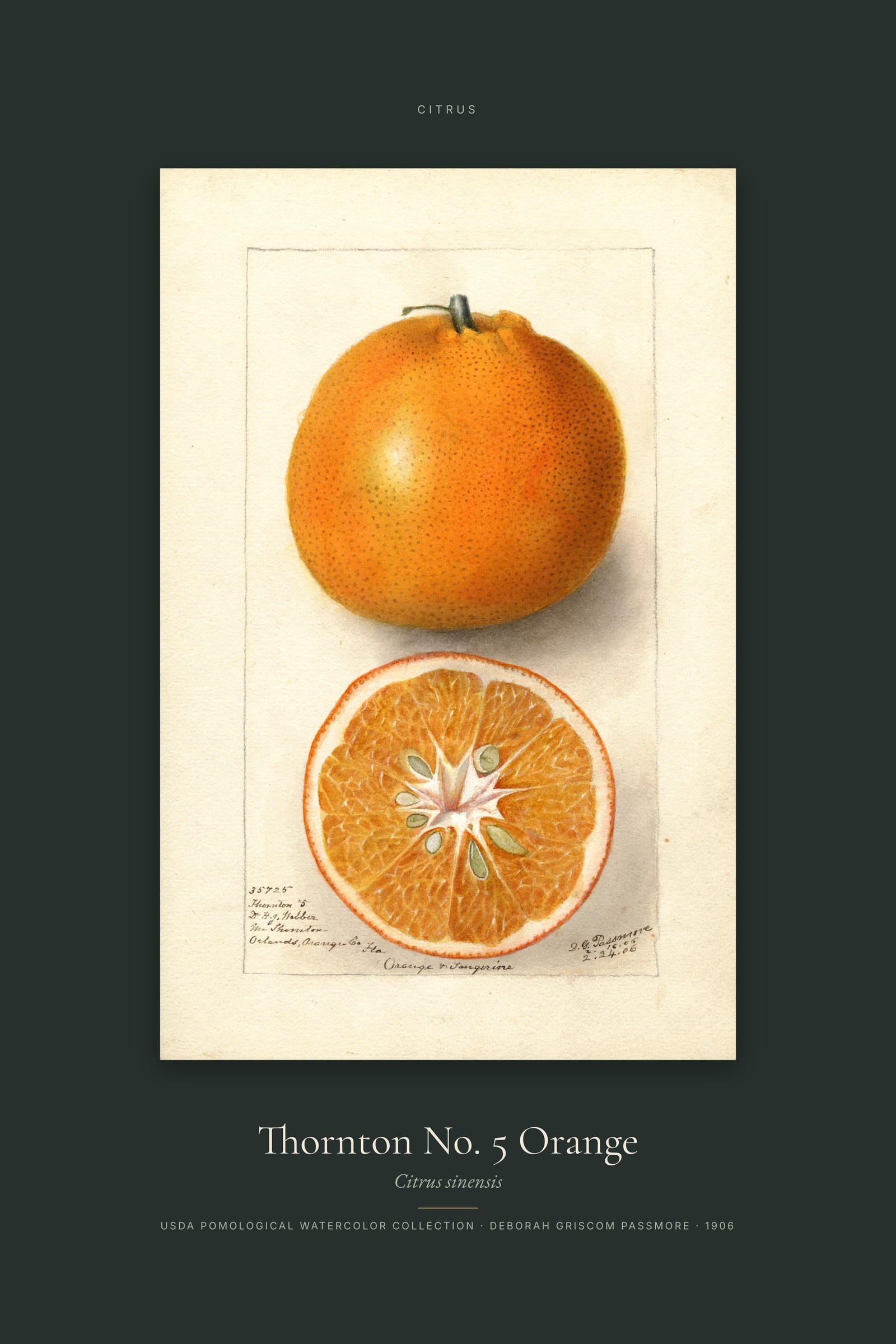 Thornton No. 5 Orange — Specimen
