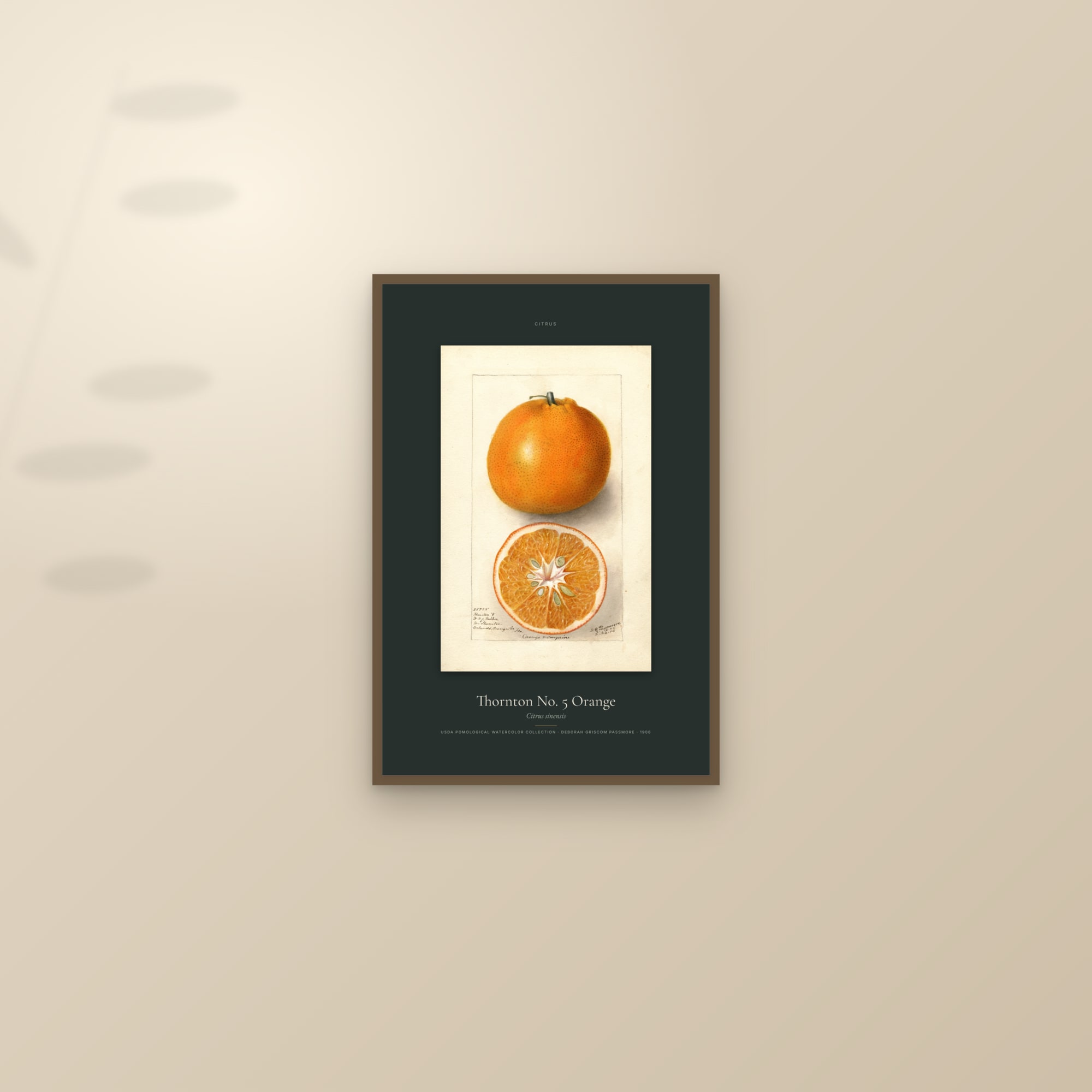 Thornton No. 5 Orange — Specimen — framed and styled on a sunlit wall