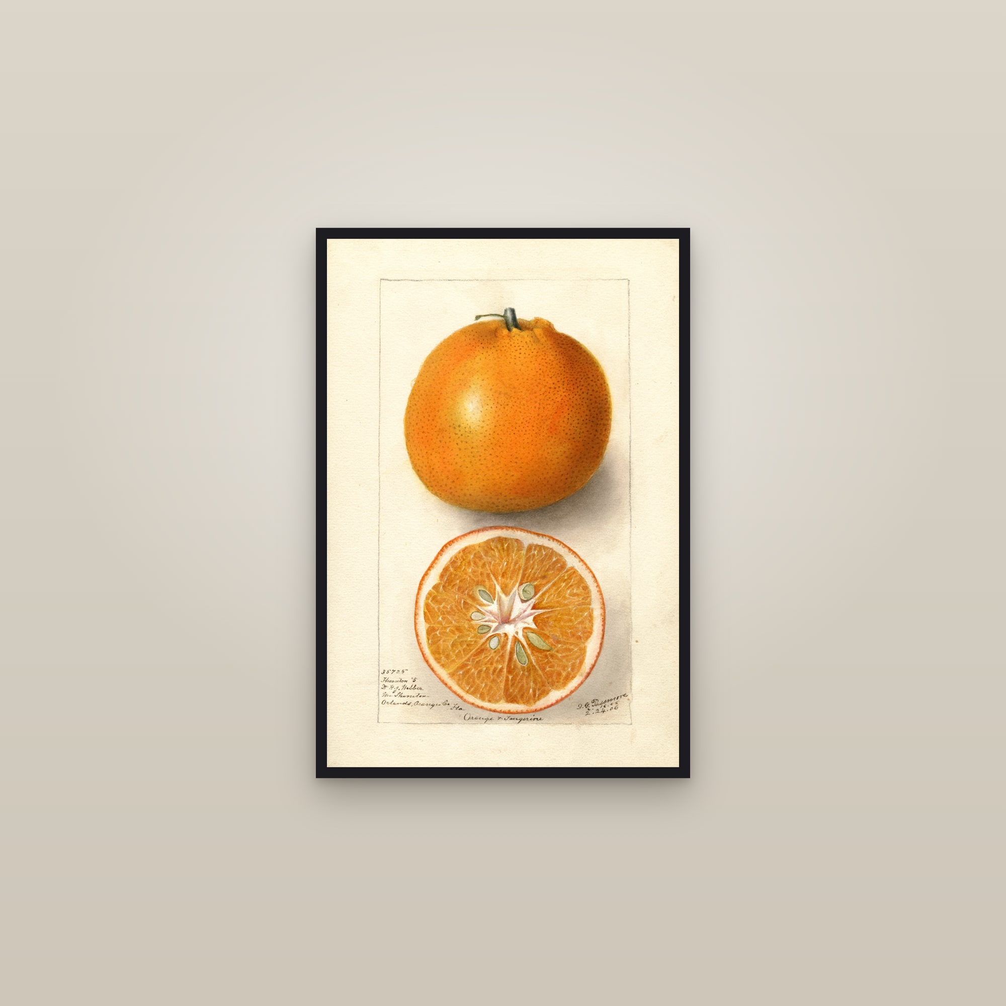Thornton No. 5 Orange — framed in a gallery setting
