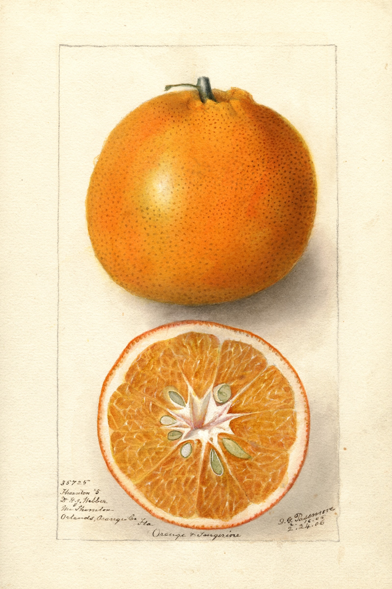 Thornton No. 5 Orange