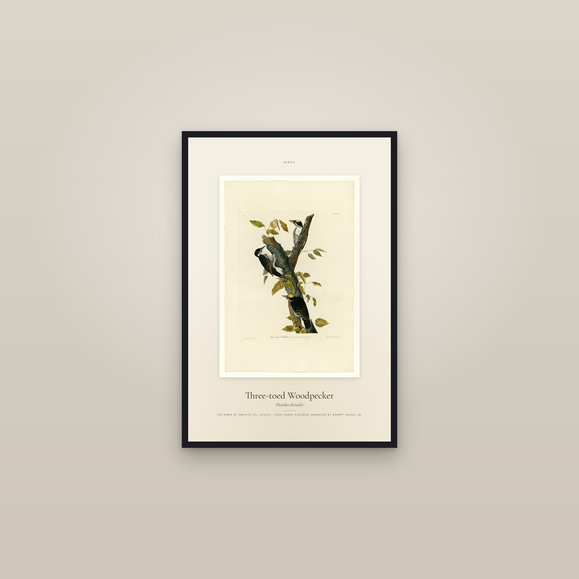 Three-toed Woodpecker — Specimen — framed in a gallery setting