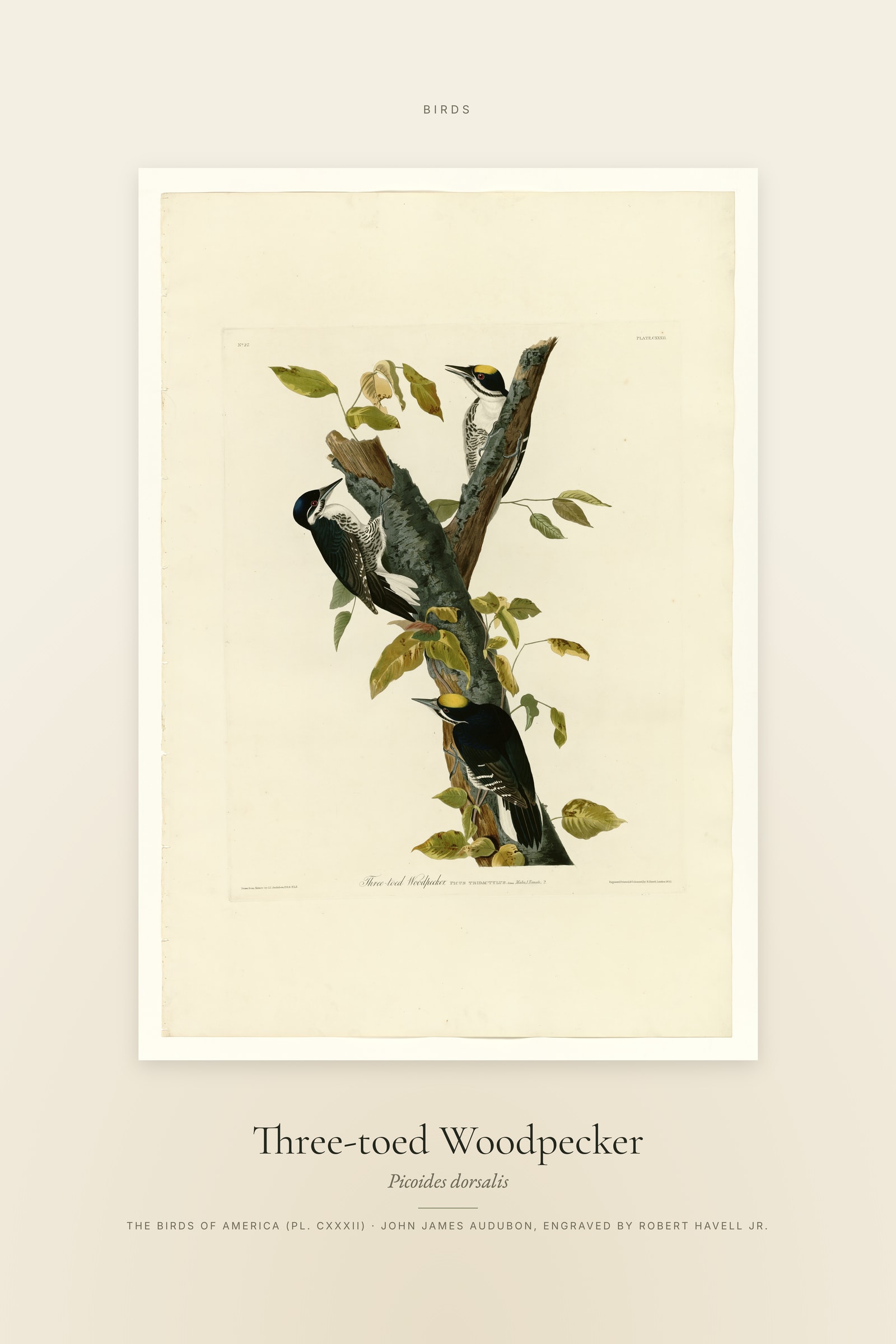 Three-toed Woodpecker — Specimen