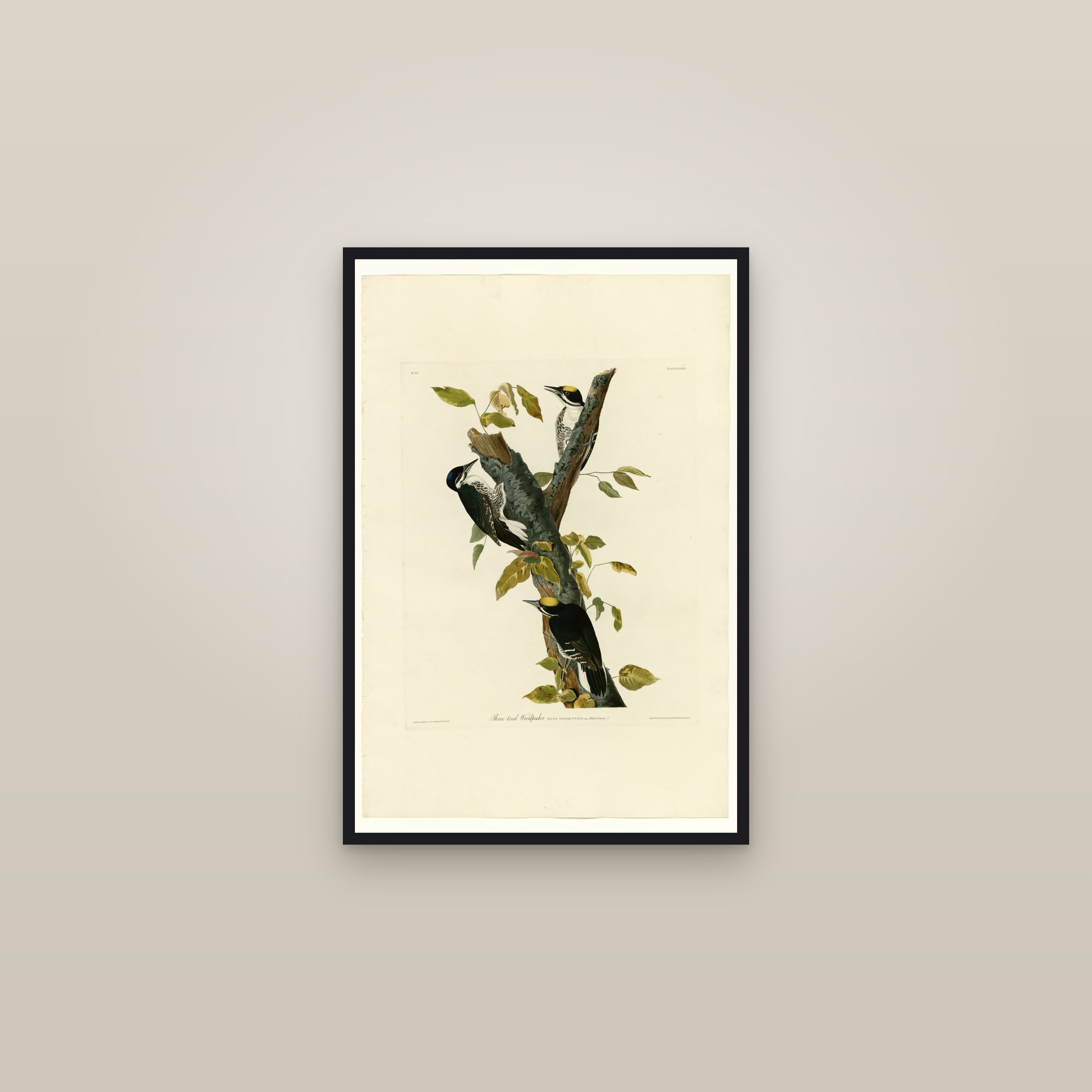 Three-toed Woodpecker — framed in a gallery setting