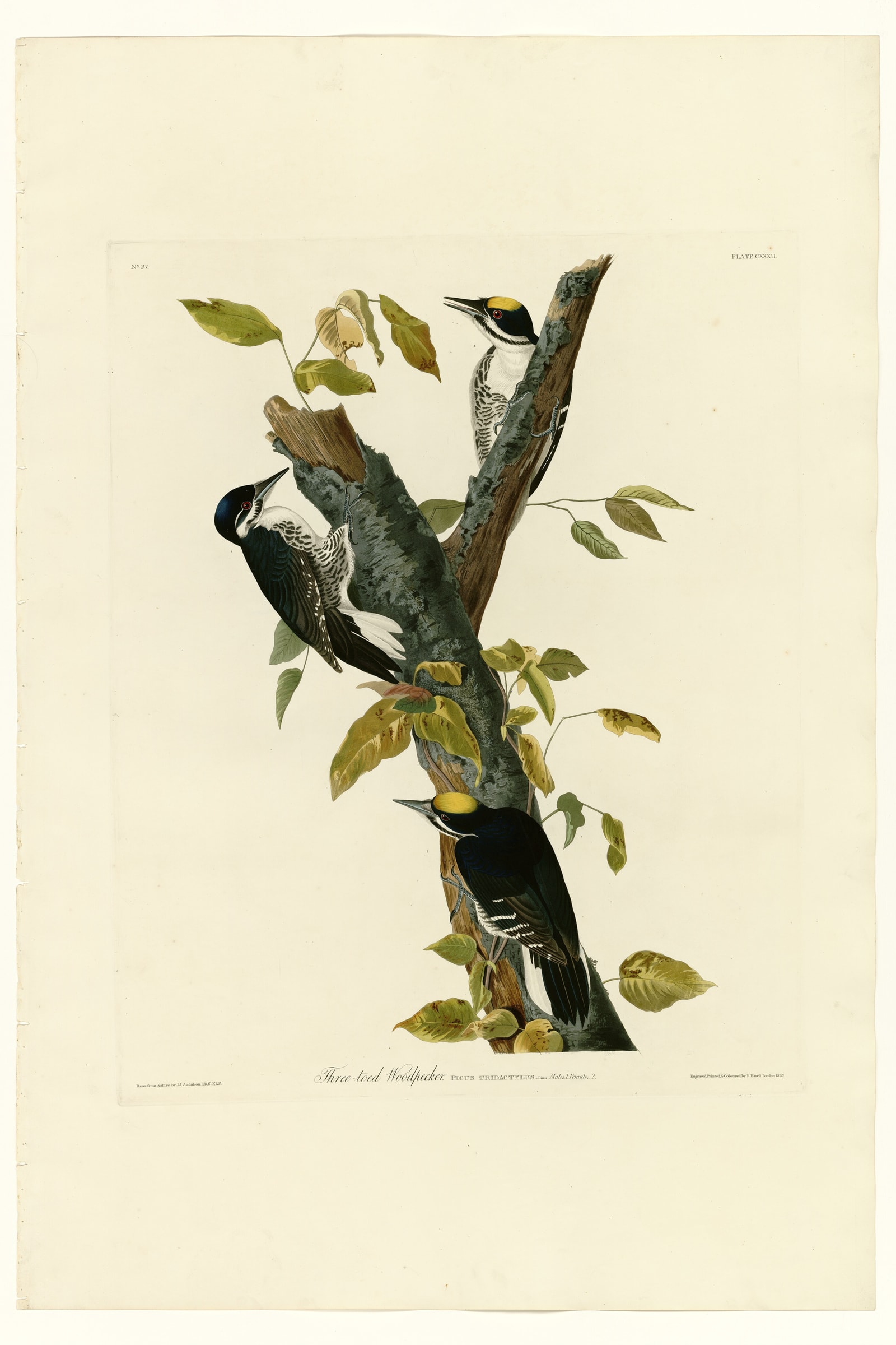 Three-toed Woodpecker