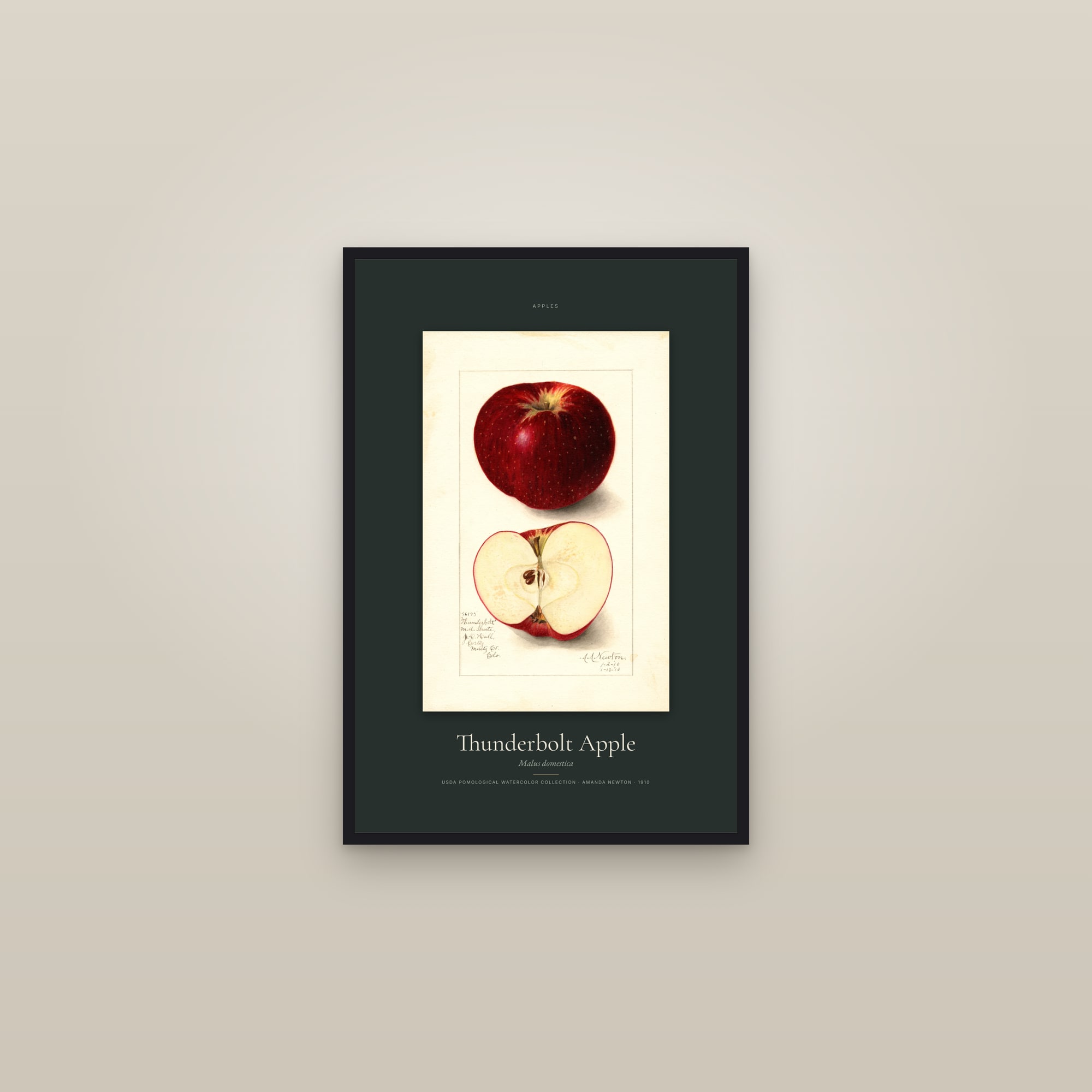 Thunderbolt Apple — Specimen — framed in a gallery setting