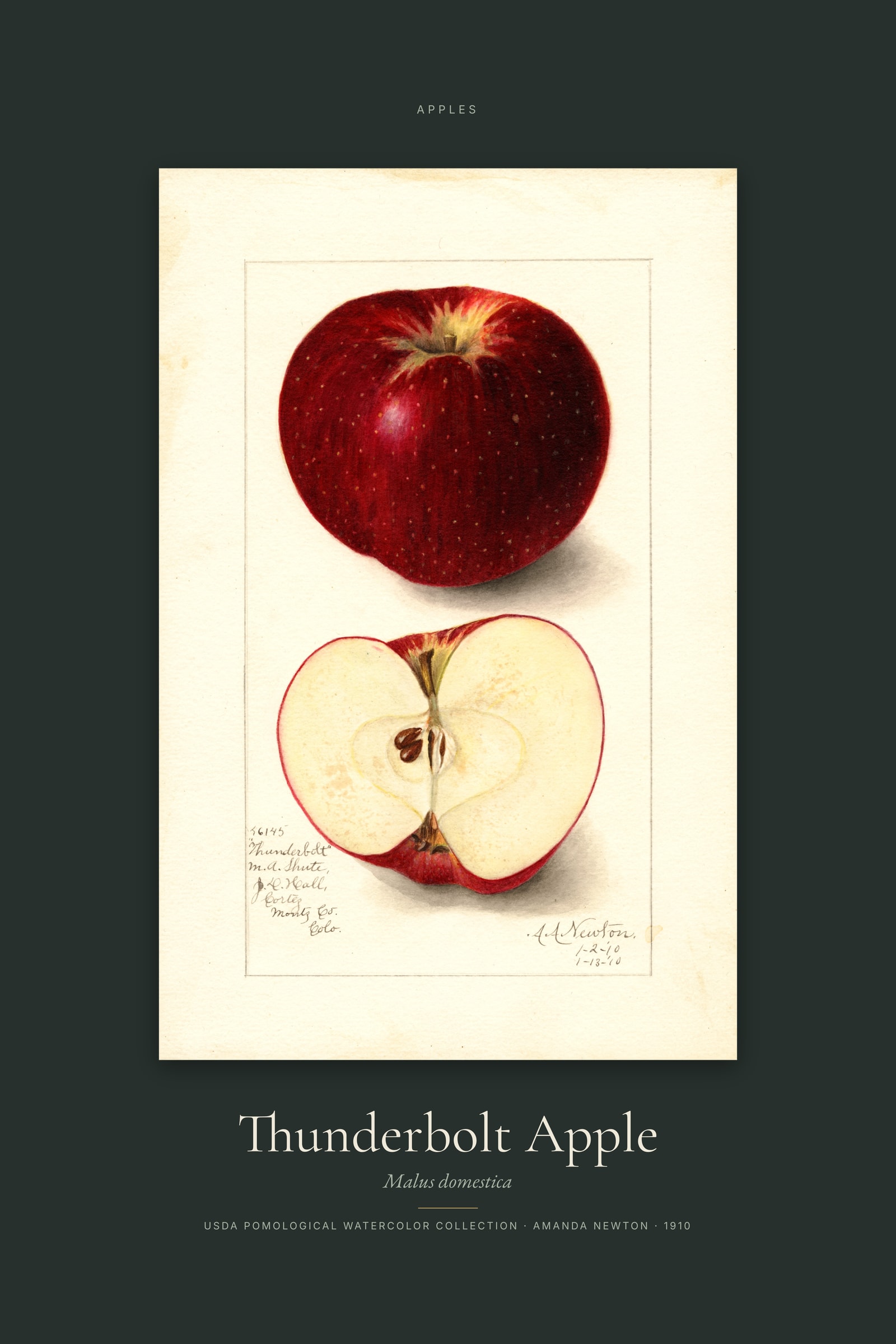 Thunderbolt Apple — Specimen