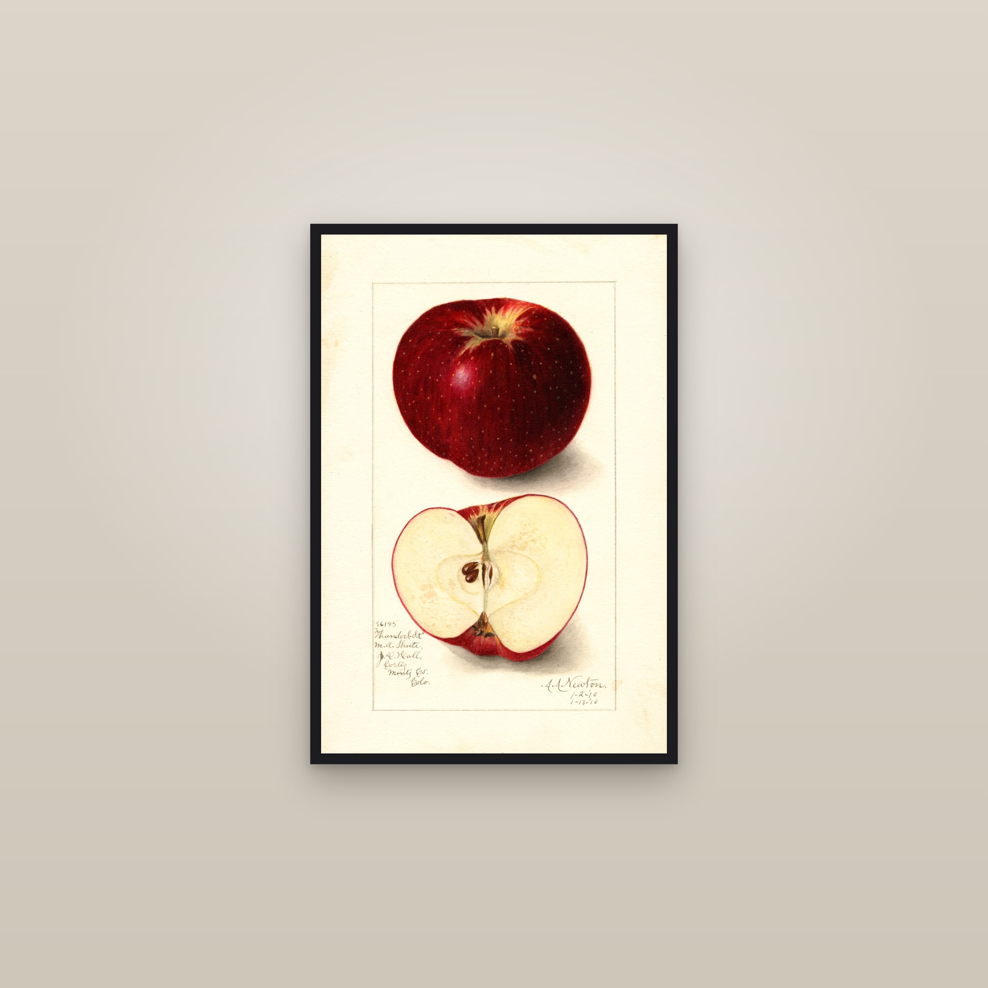 Thunderbolt Apple — framed in a gallery setting