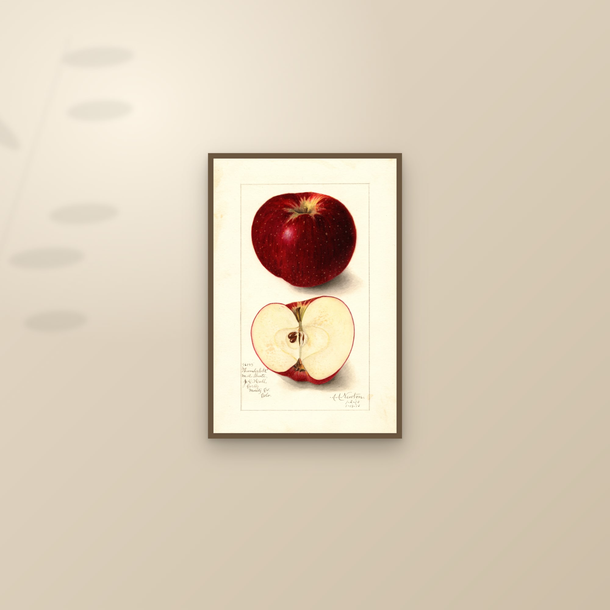 Thunderbolt Apple — framed and styled on a sunlit wall