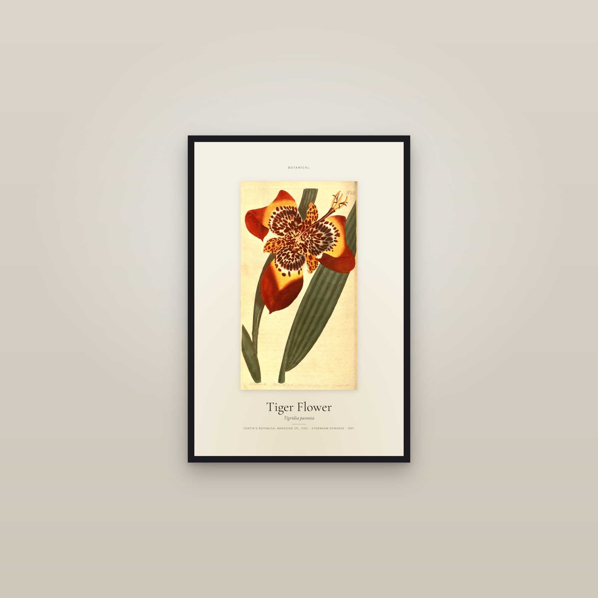 Tiger Flower — Specimen — framed in a gallery setting