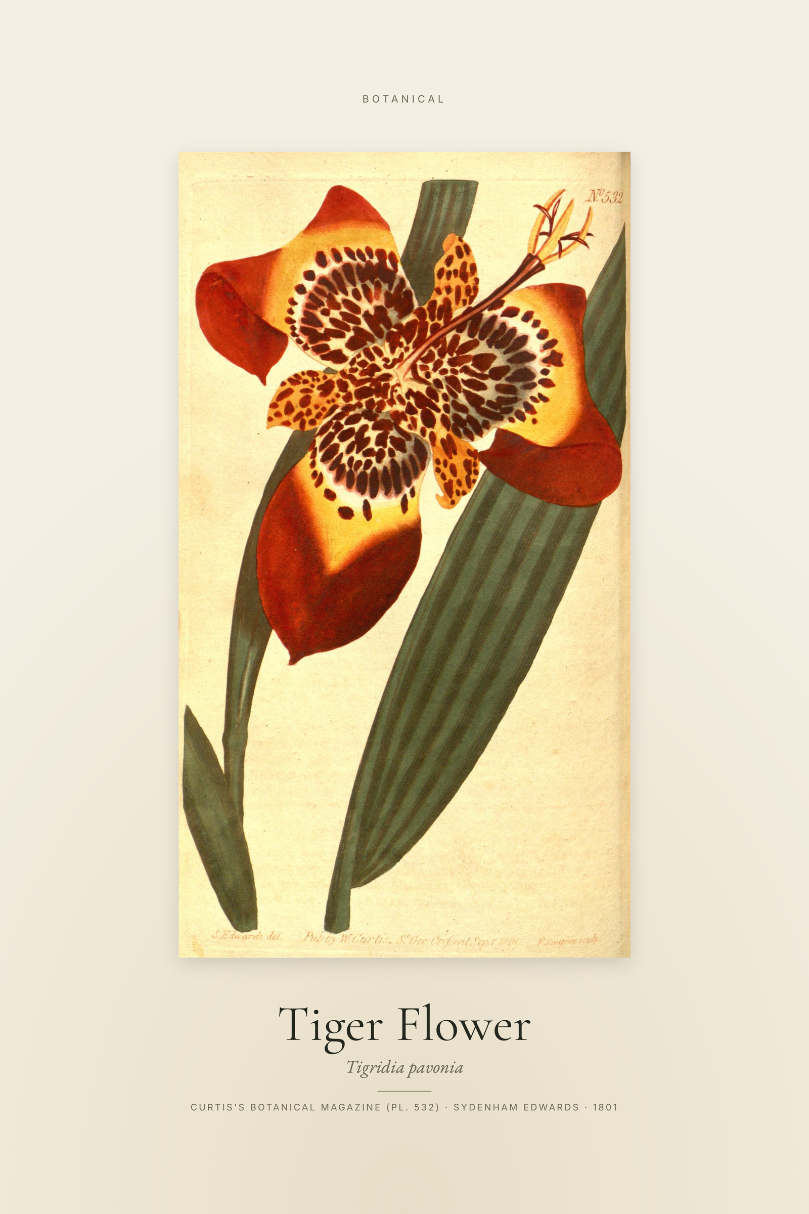 Tiger Flower — Specimen