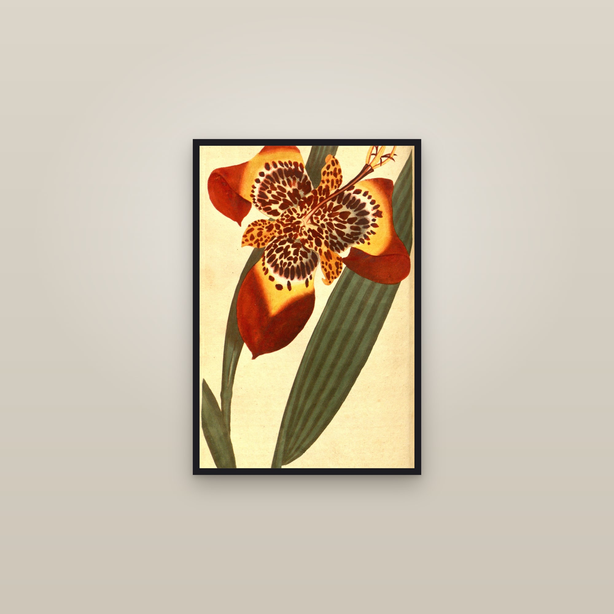Tiger Flower — framed in a gallery setting