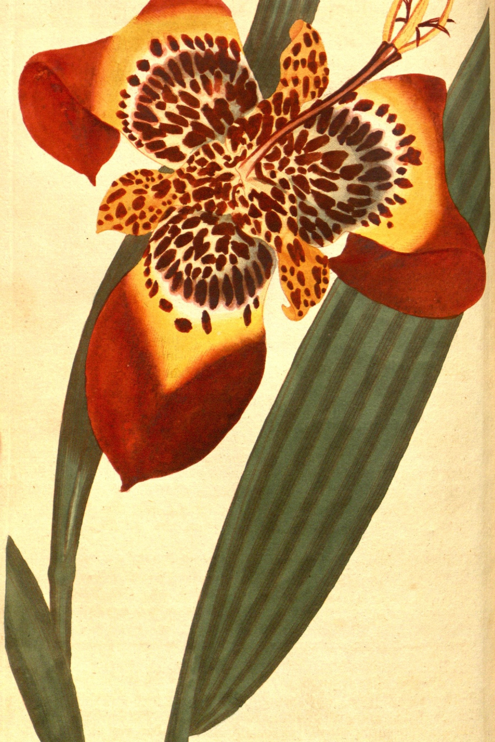 Tiger Flower