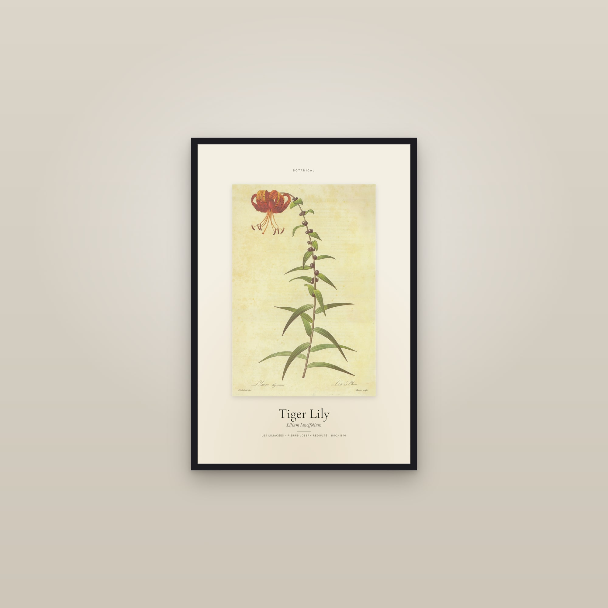 Tiger Lily — Specimen — framed in a gallery setting