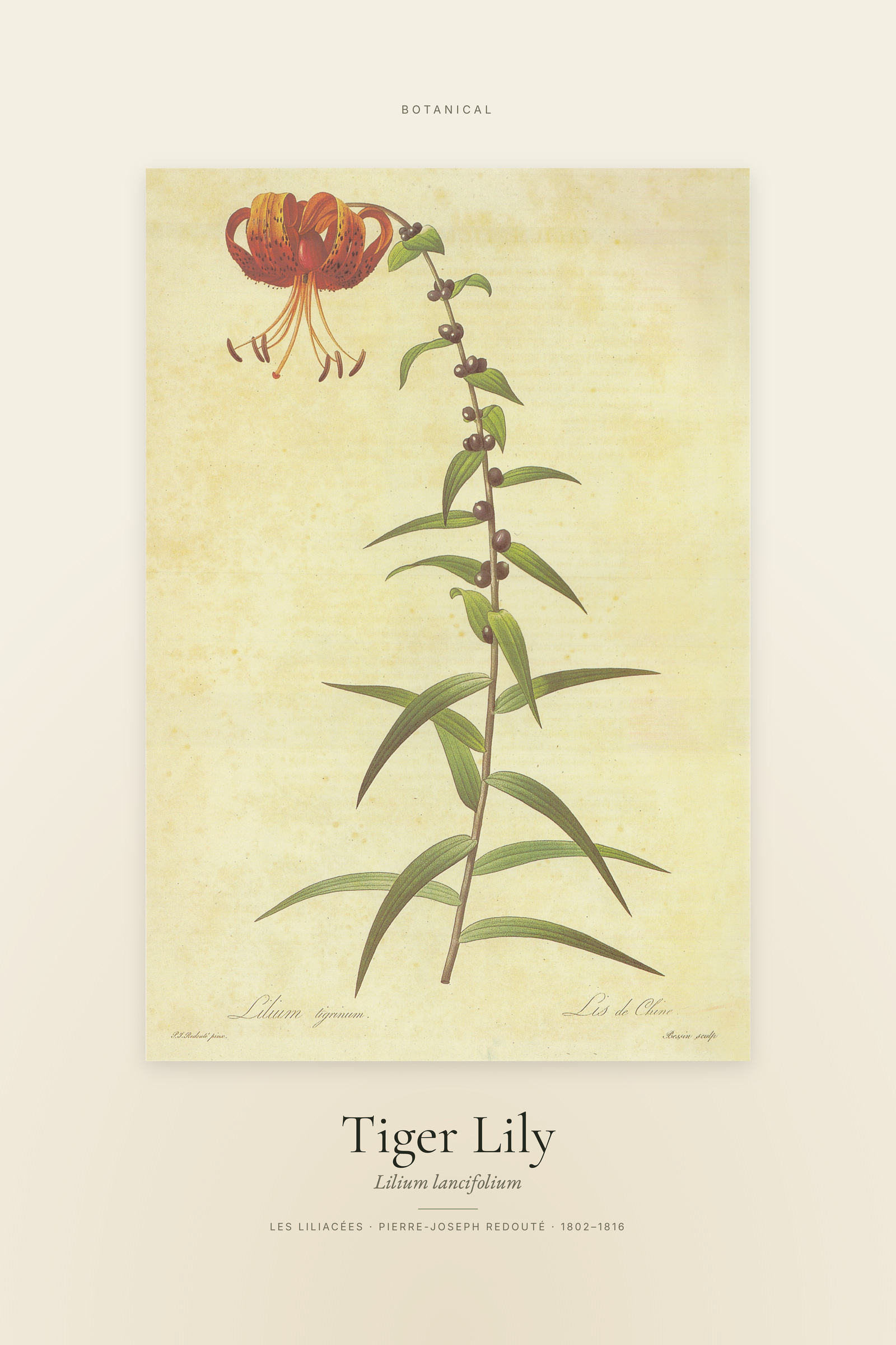 Tiger Lily — Specimen