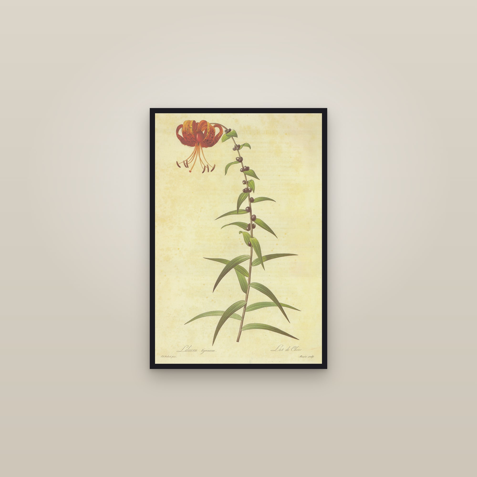 Tiger Lily — framed in a gallery setting