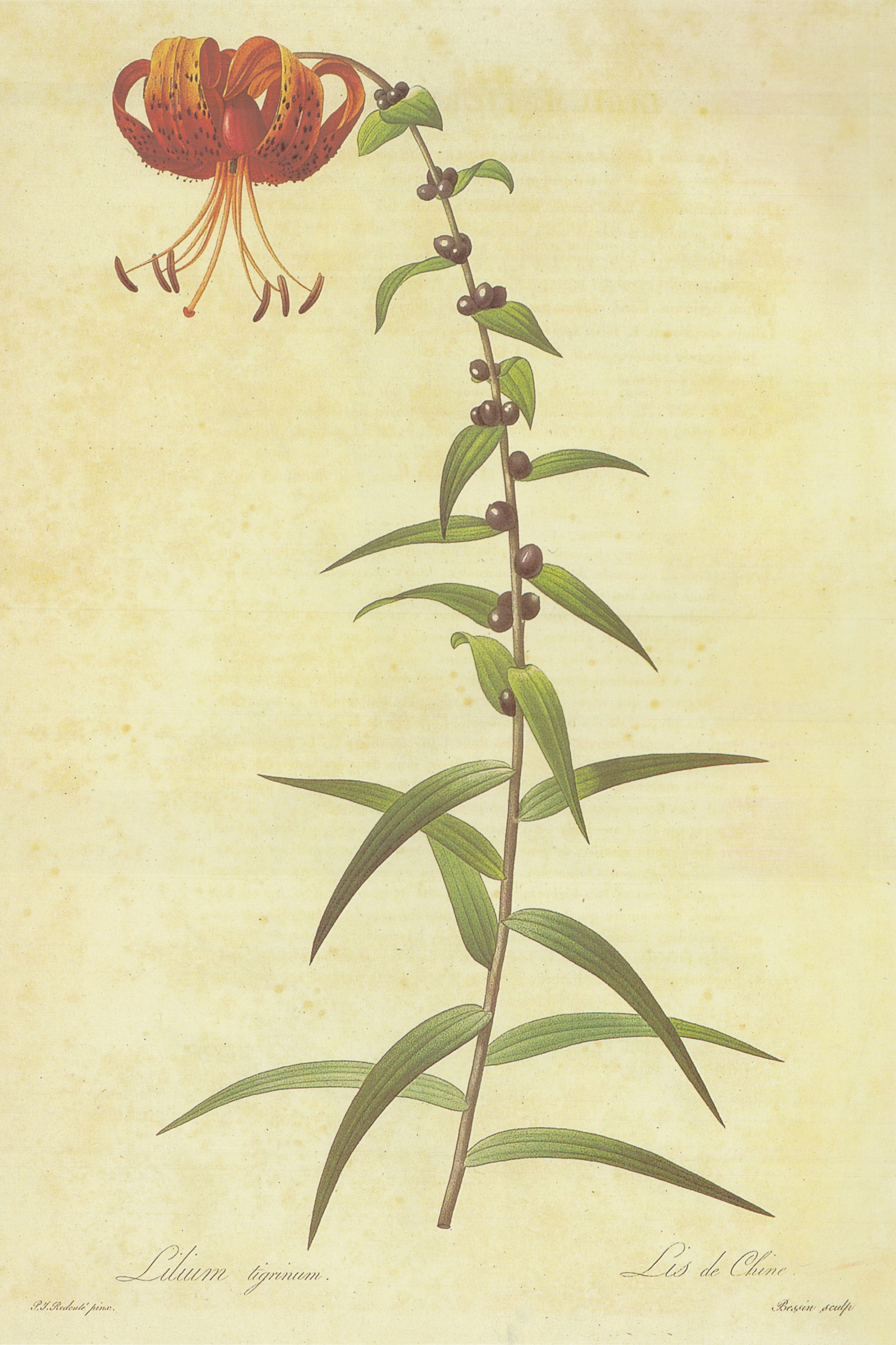 Tiger Lily