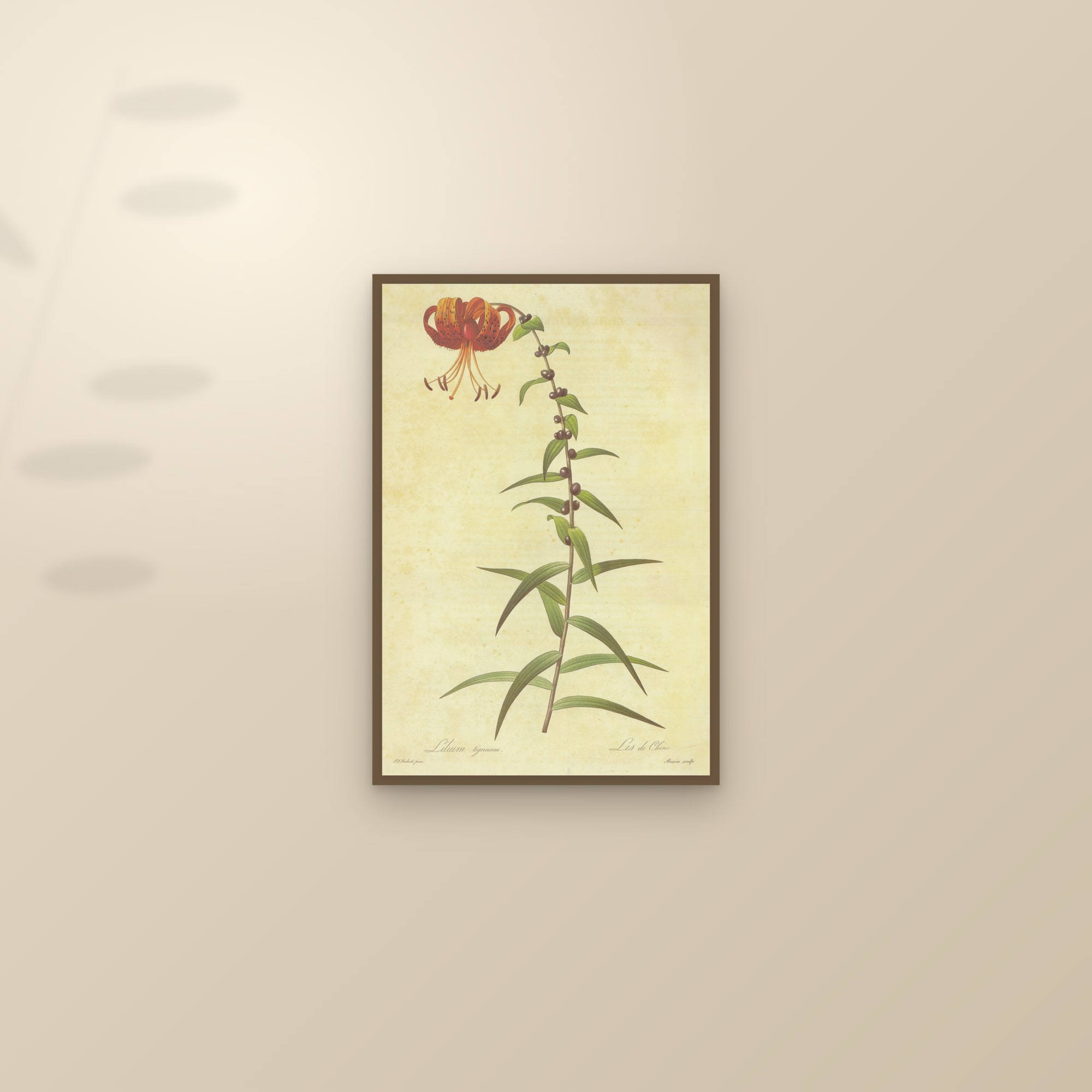 Tiger Lily — framed and styled on a sunlit wall