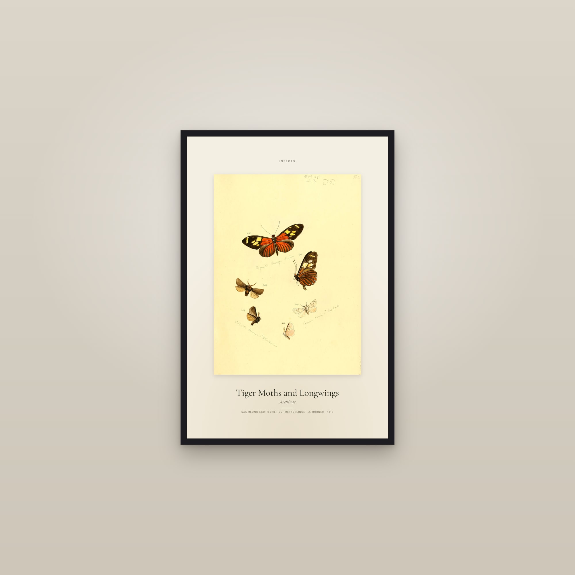 Tiger Moths and Longwings — Specimen — framed in a gallery setting