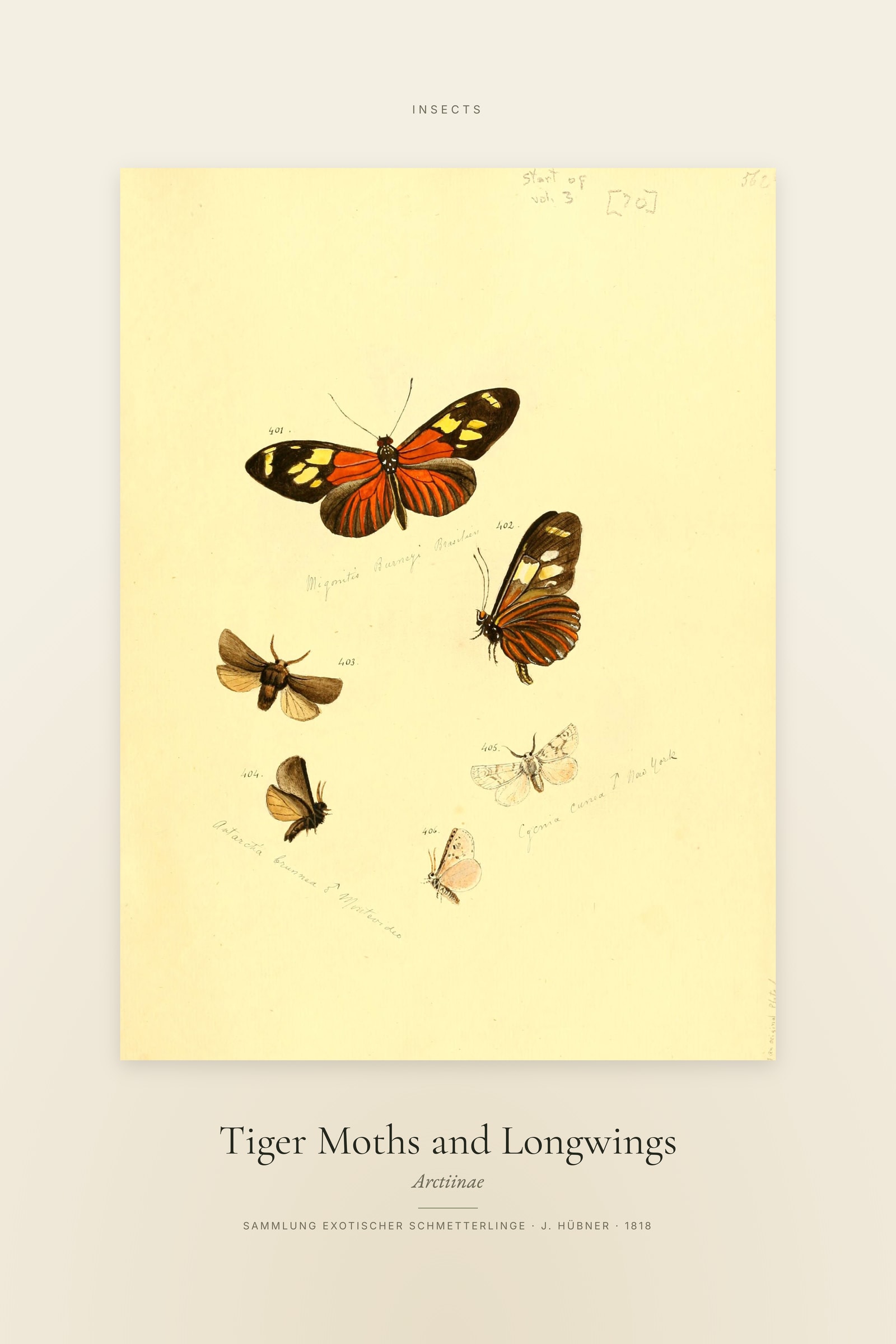 Tiger Moths and Longwings — Specimen