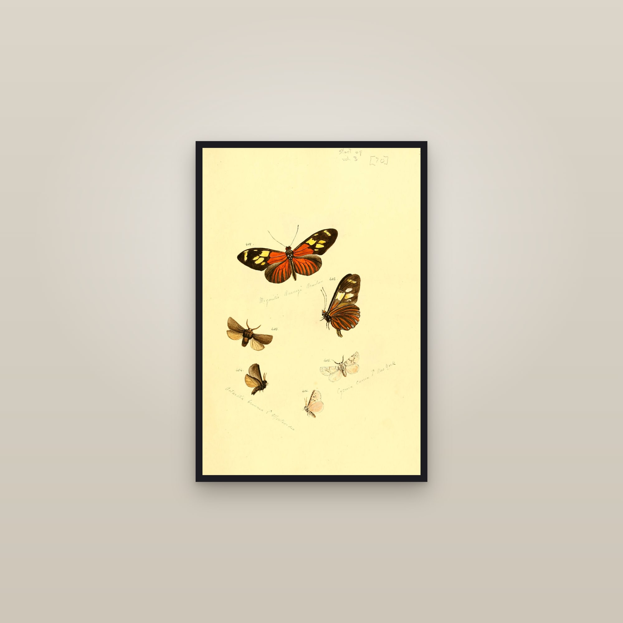 Tiger Moths and Longwings — framed in a gallery setting
