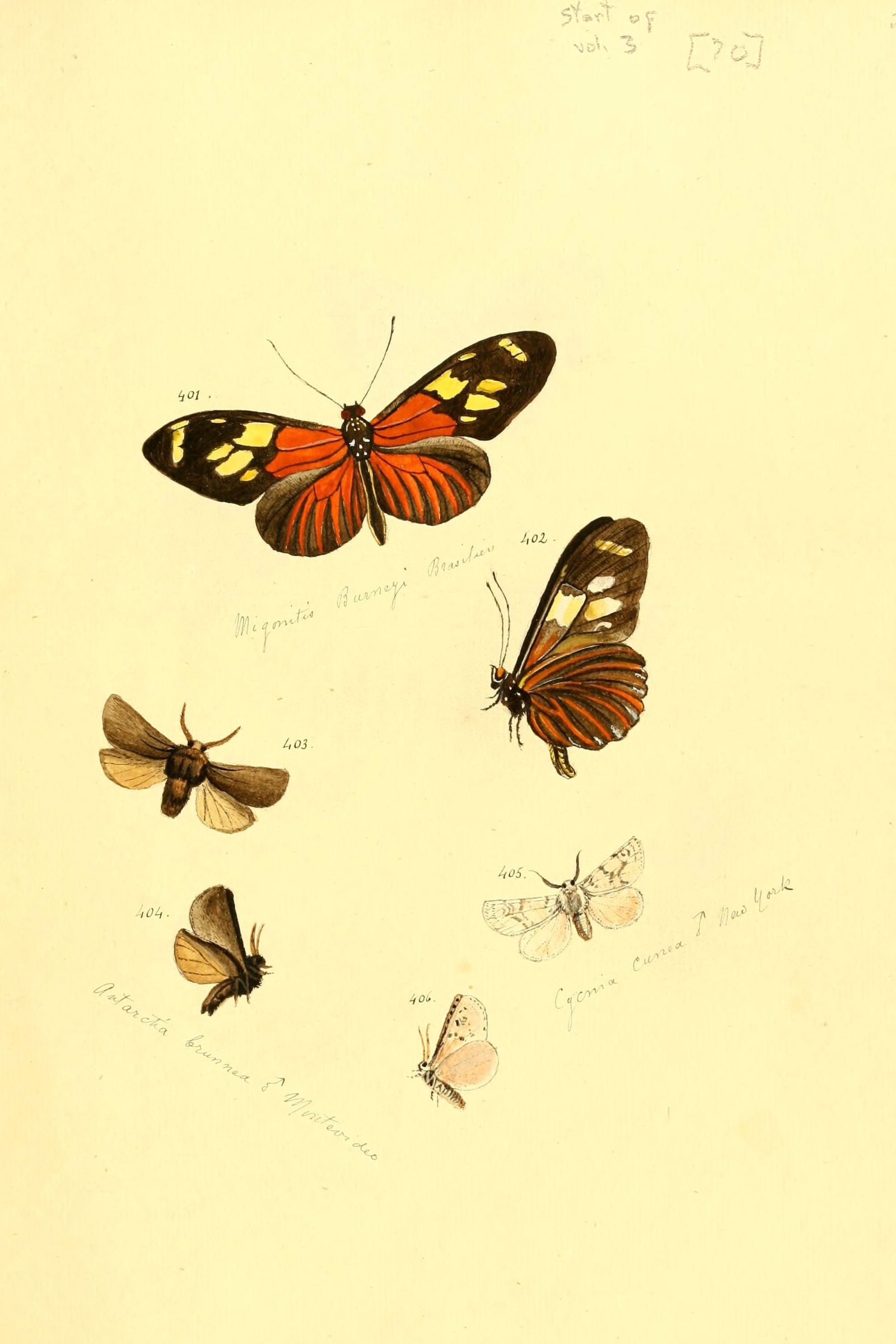 Tiger Moths and Longwings