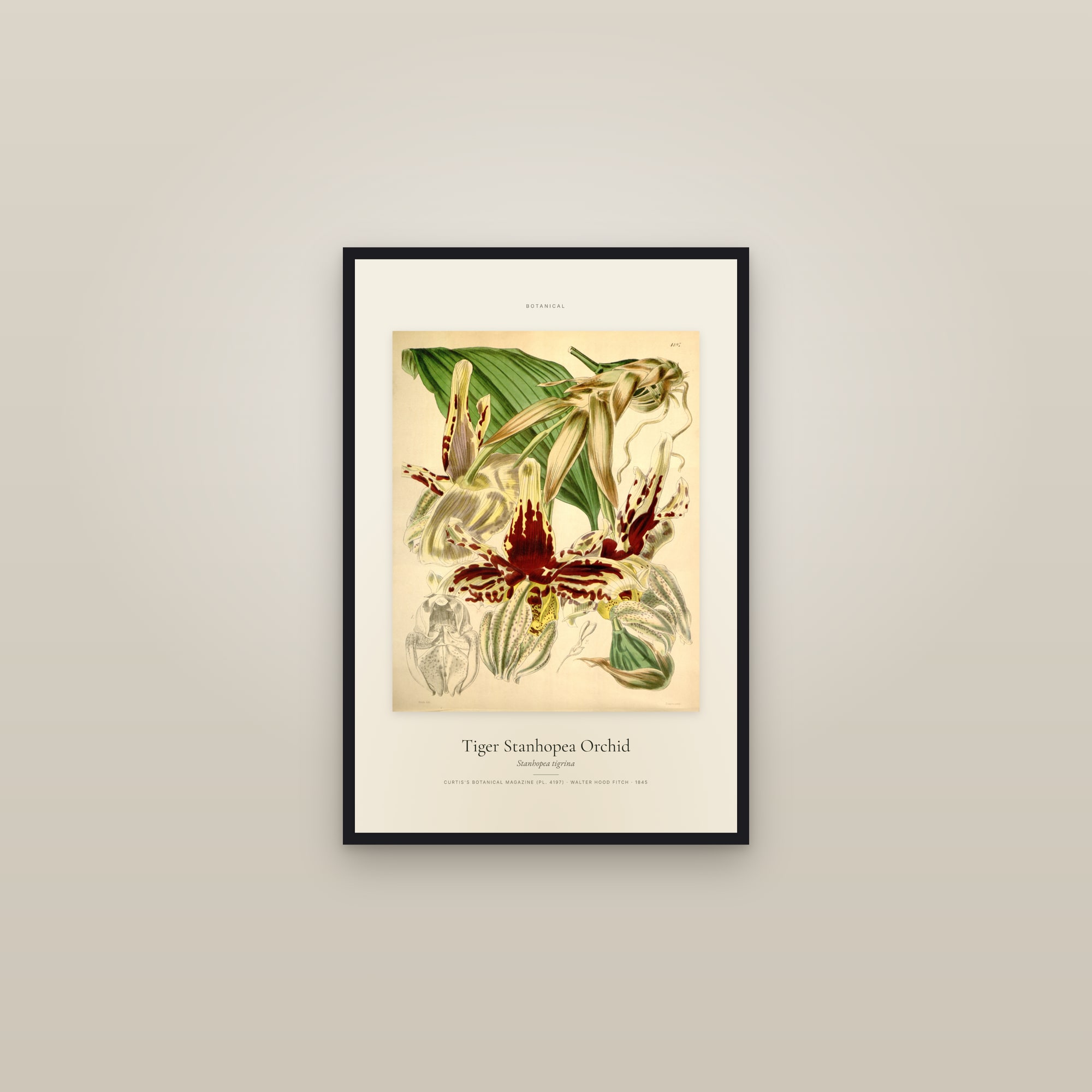 Tiger Stanhopea Orchid — Specimen — framed in a gallery setting