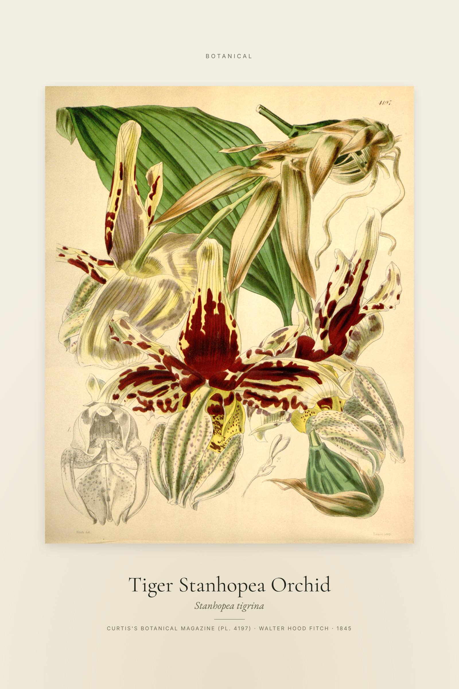 Tiger Stanhopea Orchid — Specimen