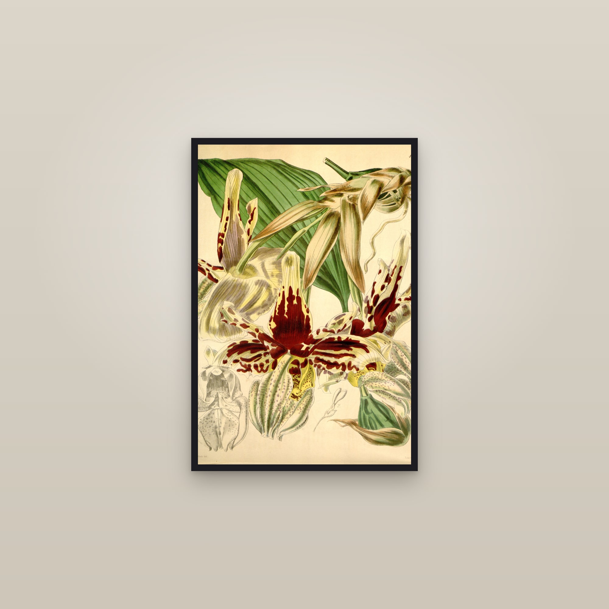 Tiger Stanhopea Orchid — framed in a gallery setting