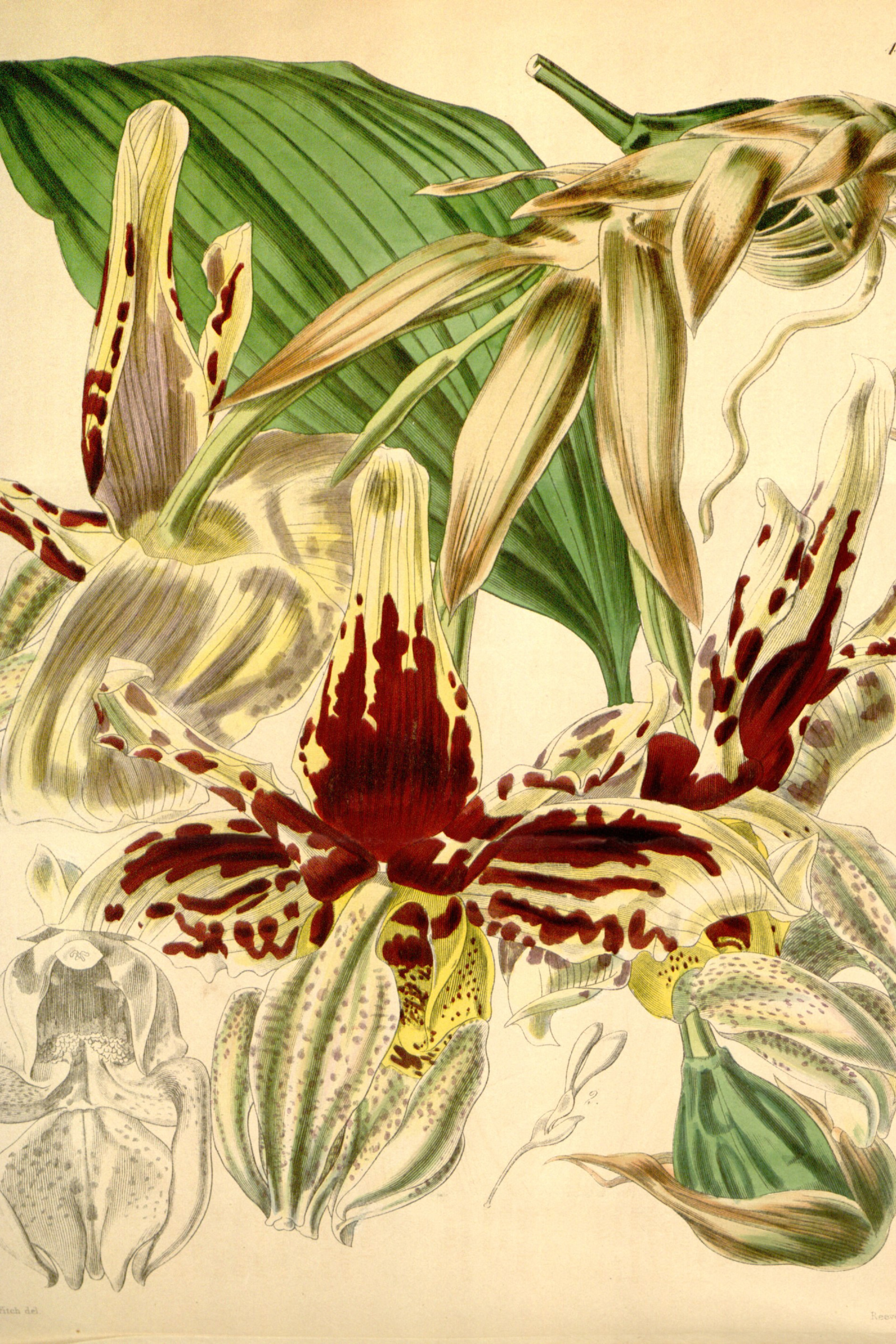 Tiger Stanhopea Orchid