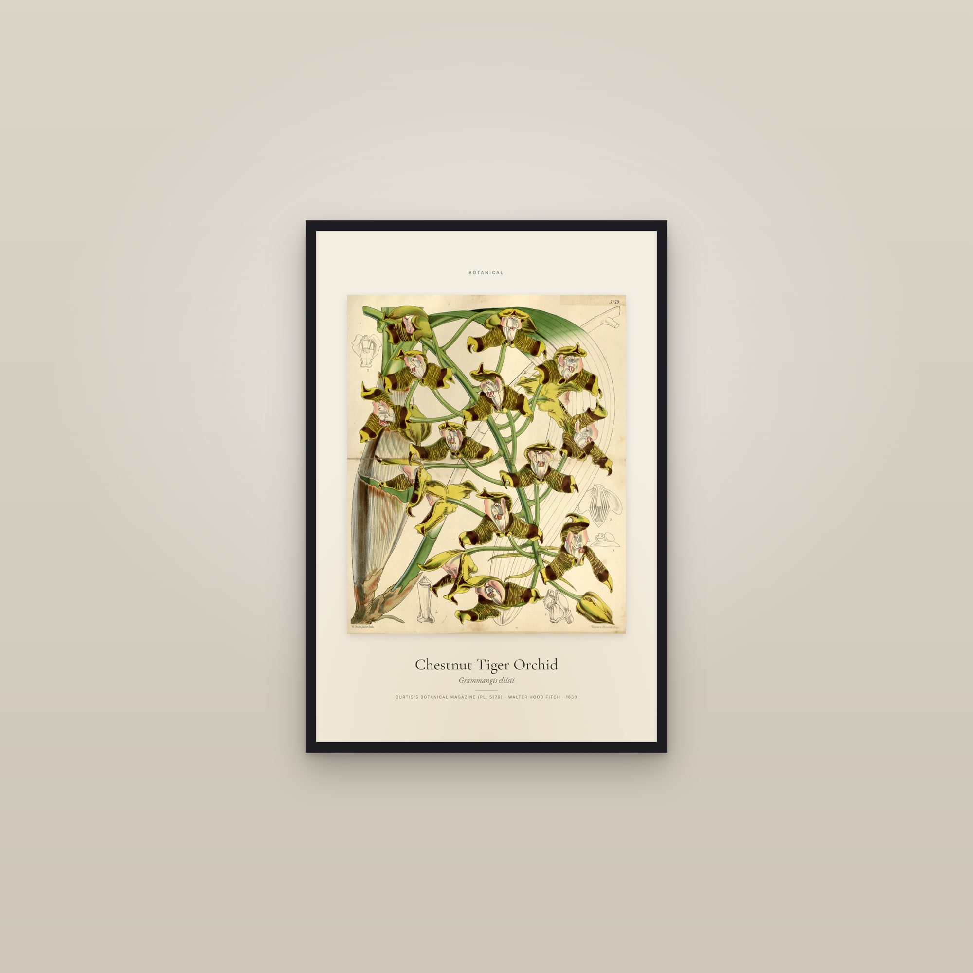 Chestnut Tiger Orchid — Specimen — framed in a gallery setting