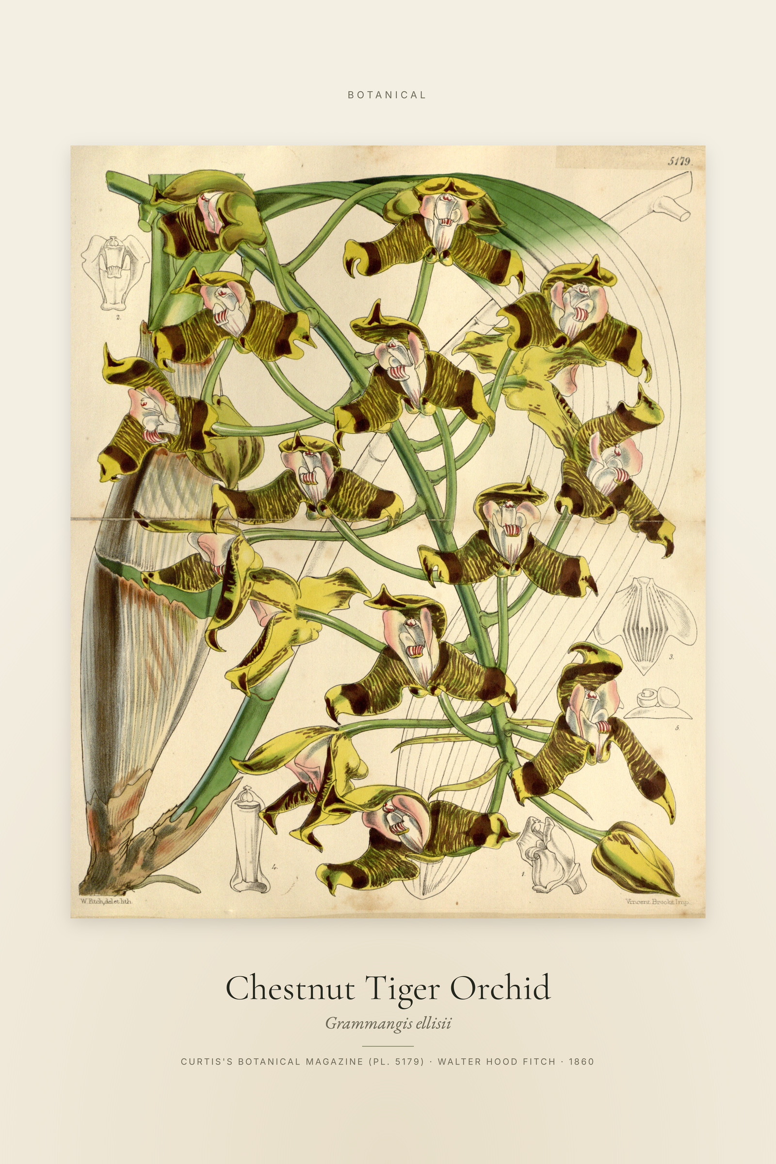 Chestnut Tiger Orchid — Specimen
