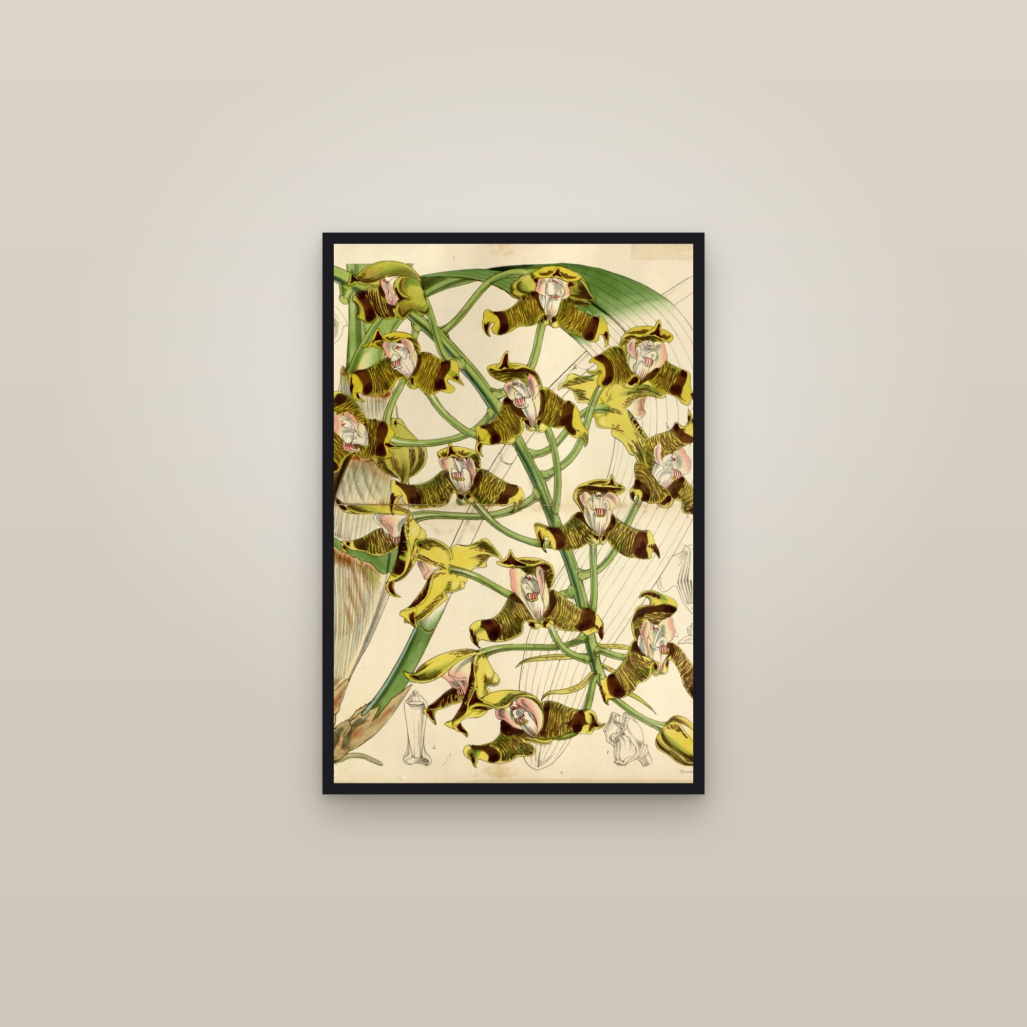 Chestnut Tiger Orchid — framed in a gallery setting