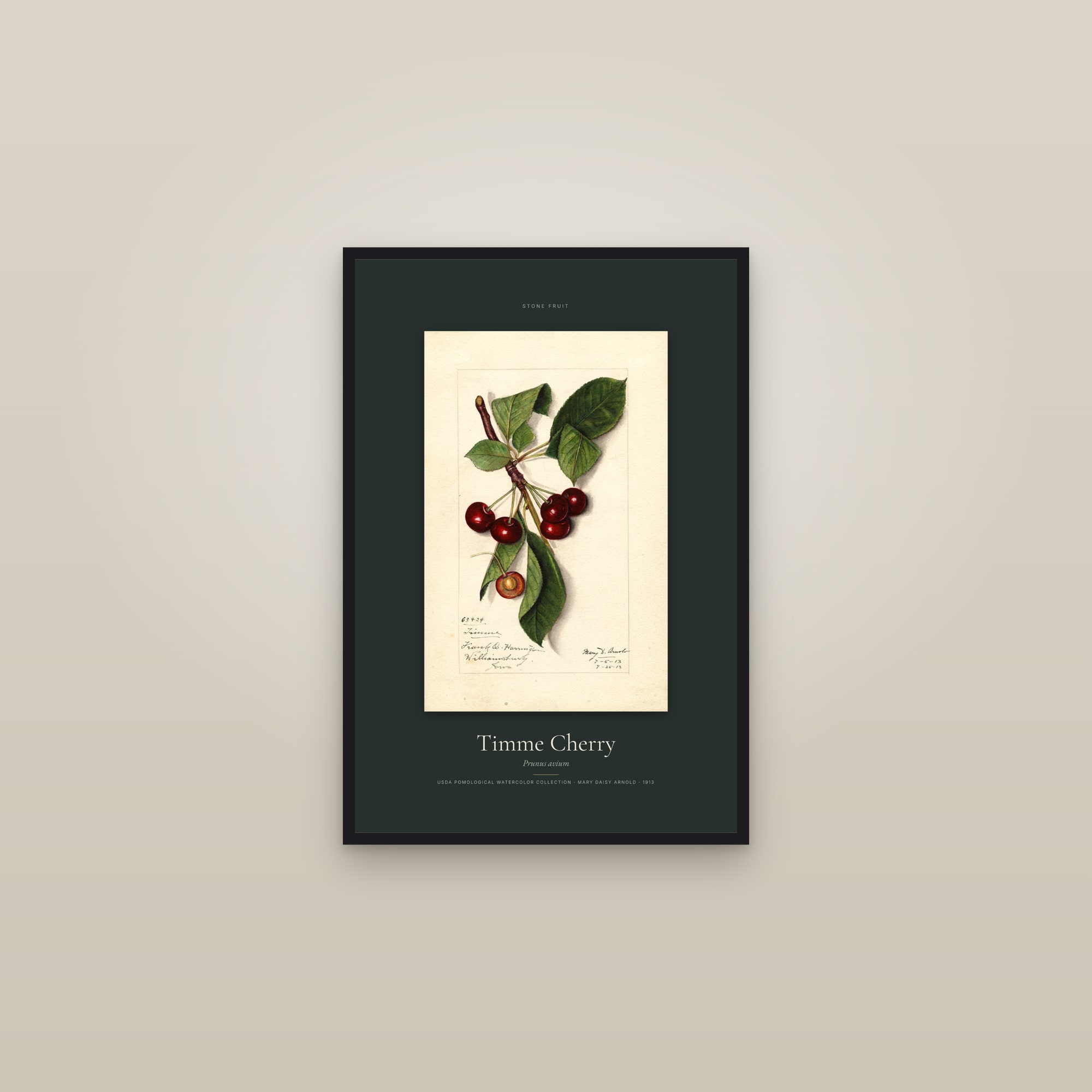 Timme Cherry — Specimen — framed in a gallery setting