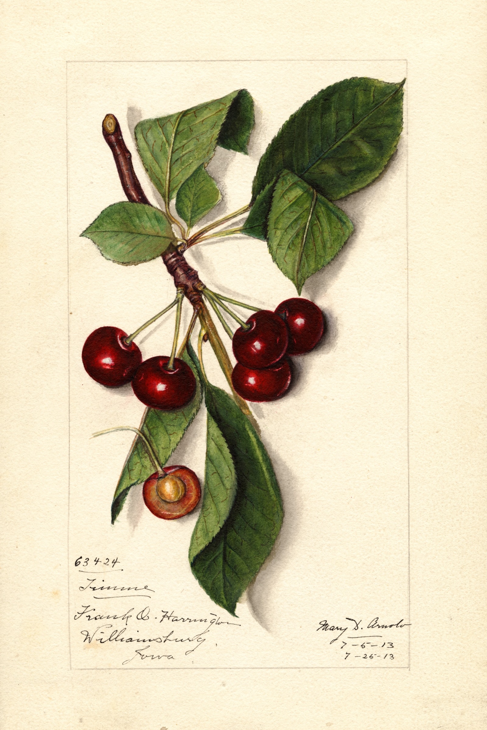 Timme Cherry